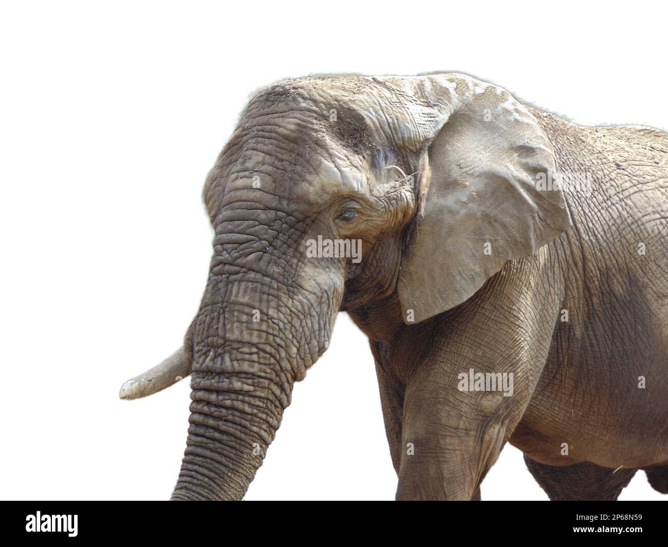 African elephant isolated on white background Stock Photo - Alamy