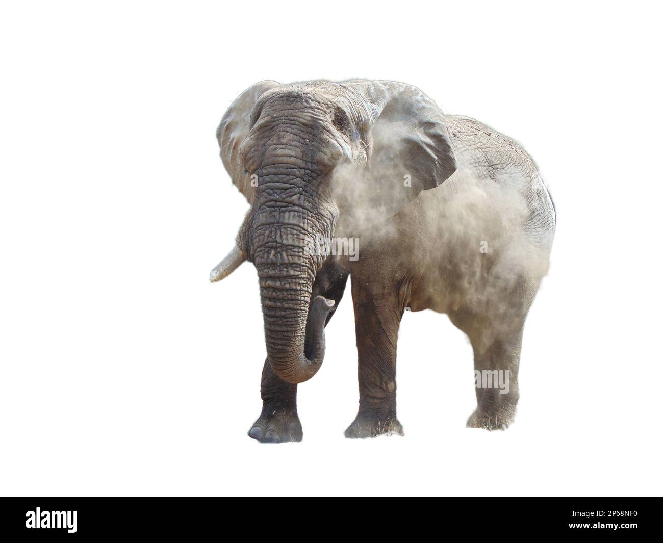 African elephant isolated on white background Stock Photo - Alamy