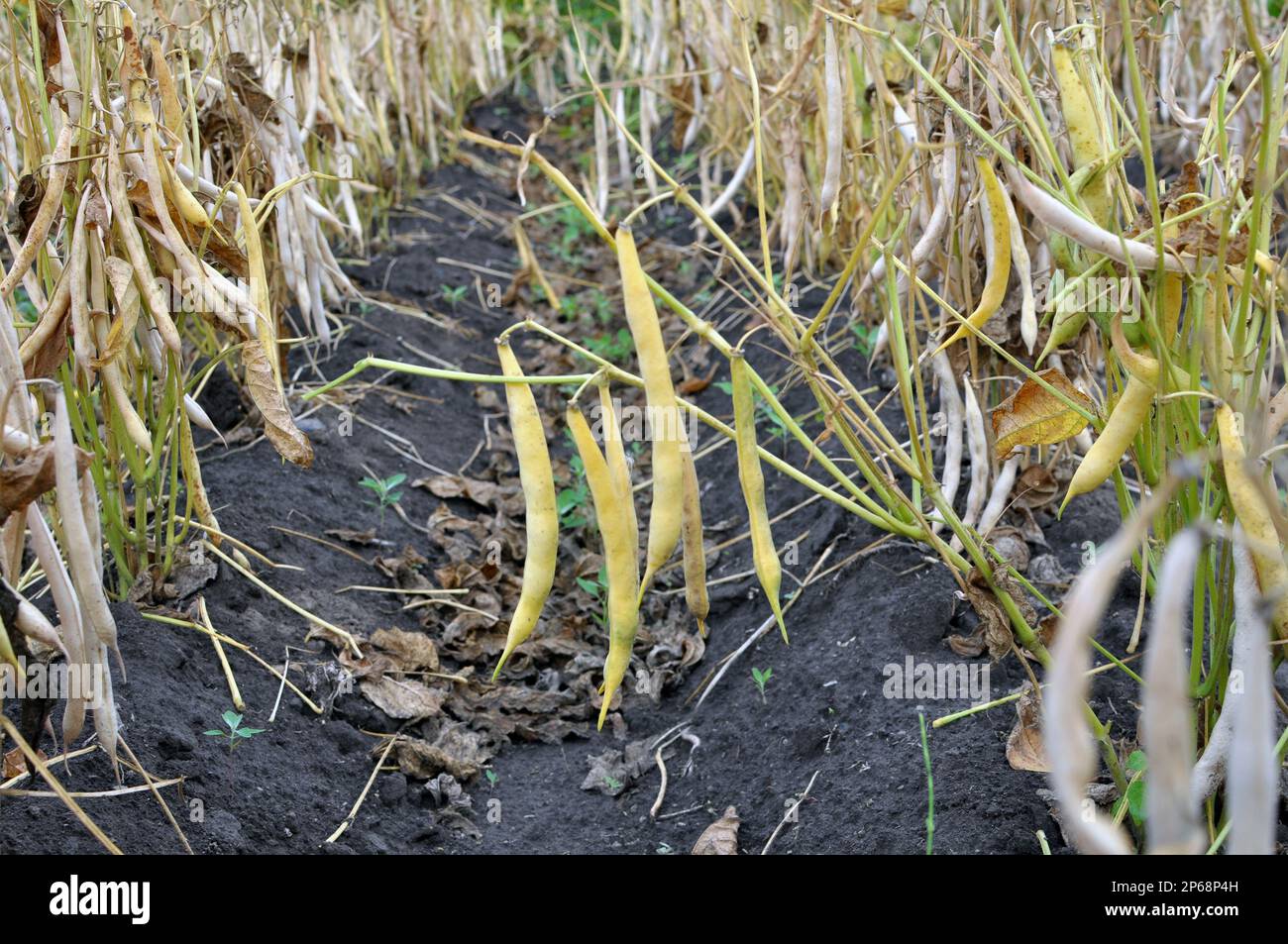 Ripe pods are ripening on a bean stalk in the field Stock Photo Alamy