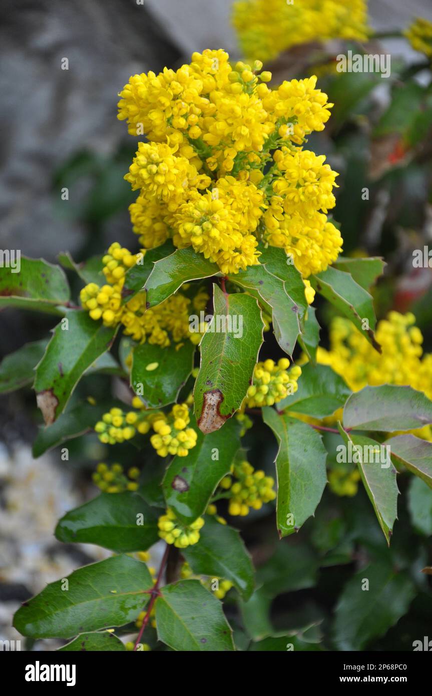 The evergreen shrub Mahonia aquifolium is used for landscaping Stock Photo