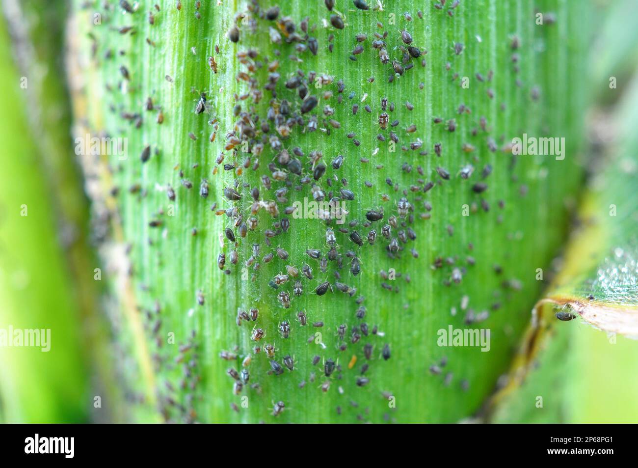 A small herbivorous insect - aphid (Aphidoidea) on a green cob of corn Stock Photo