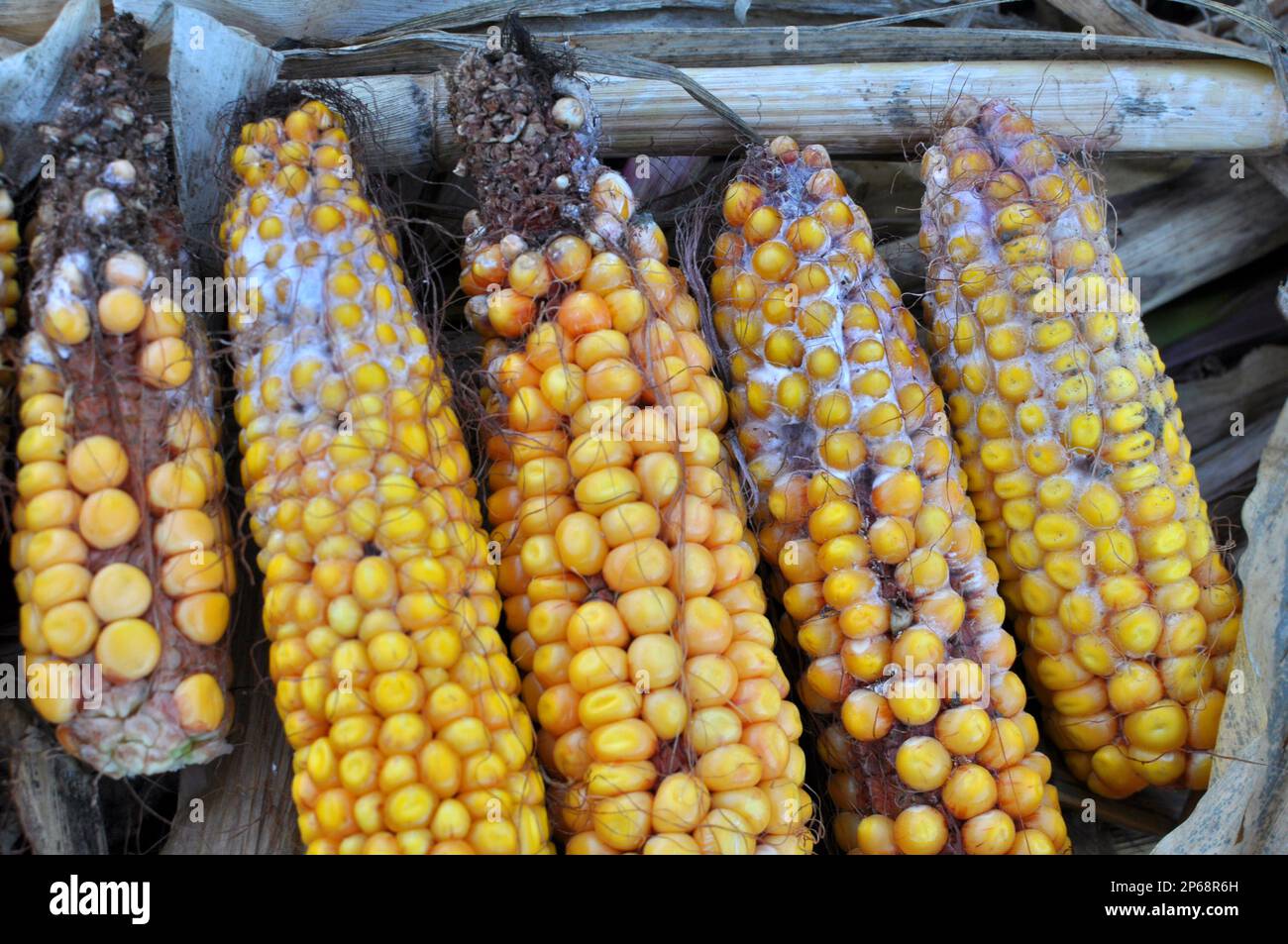 Corn cobs affected by a fungal disease fusarium (Fusarium moniliforme