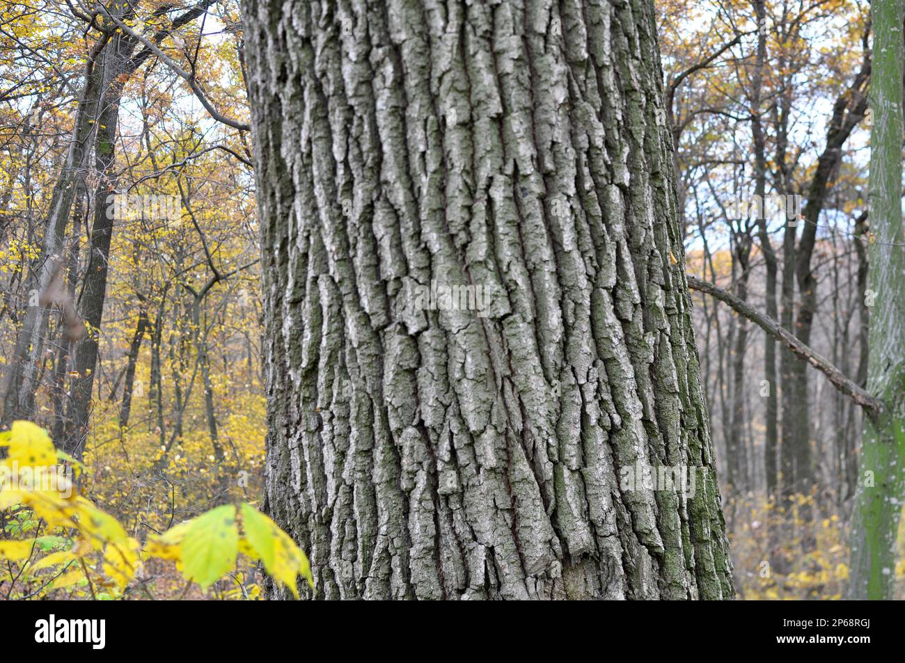 Bark on the trunk of a live oak tree Stock Photo
