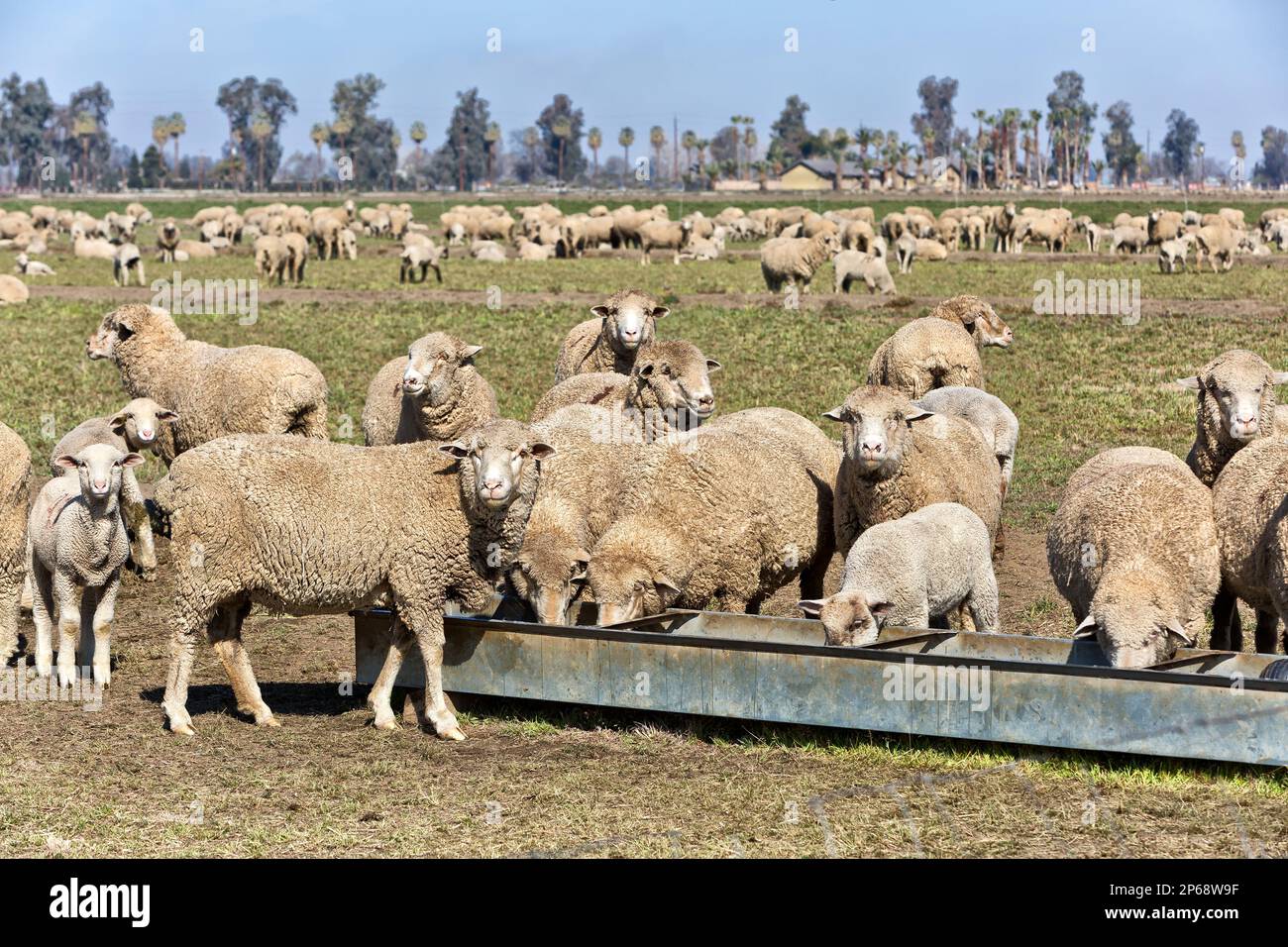 Domestic Sheep, adult & young feeding, grazing farm field,  California. 'Ovis aries'. Stock Photo