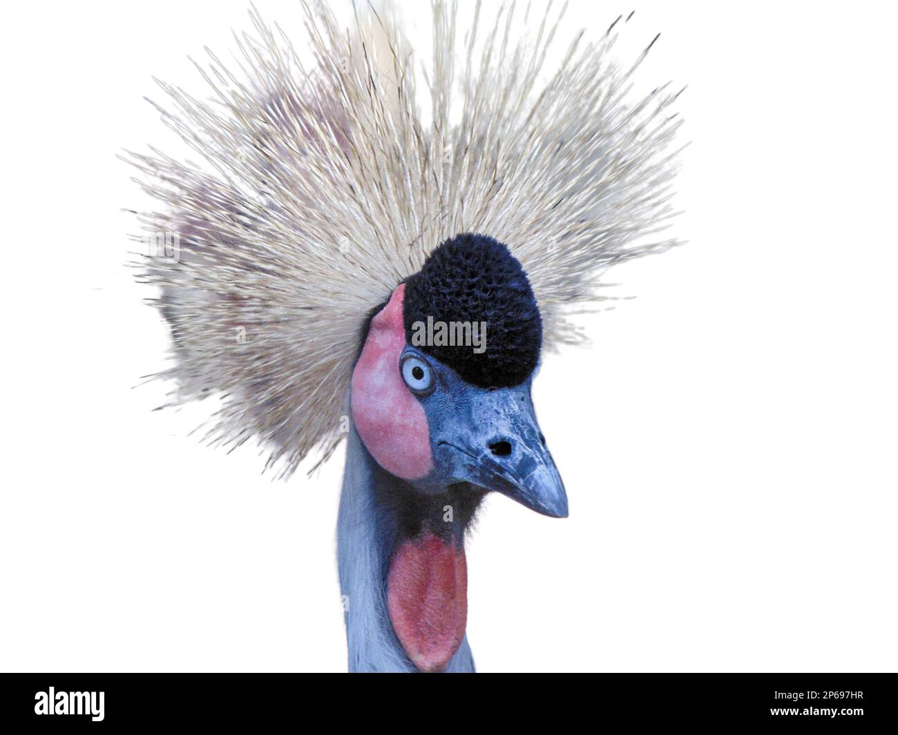 Grey-crowned crane isolated on white Stock Photo - Alamy