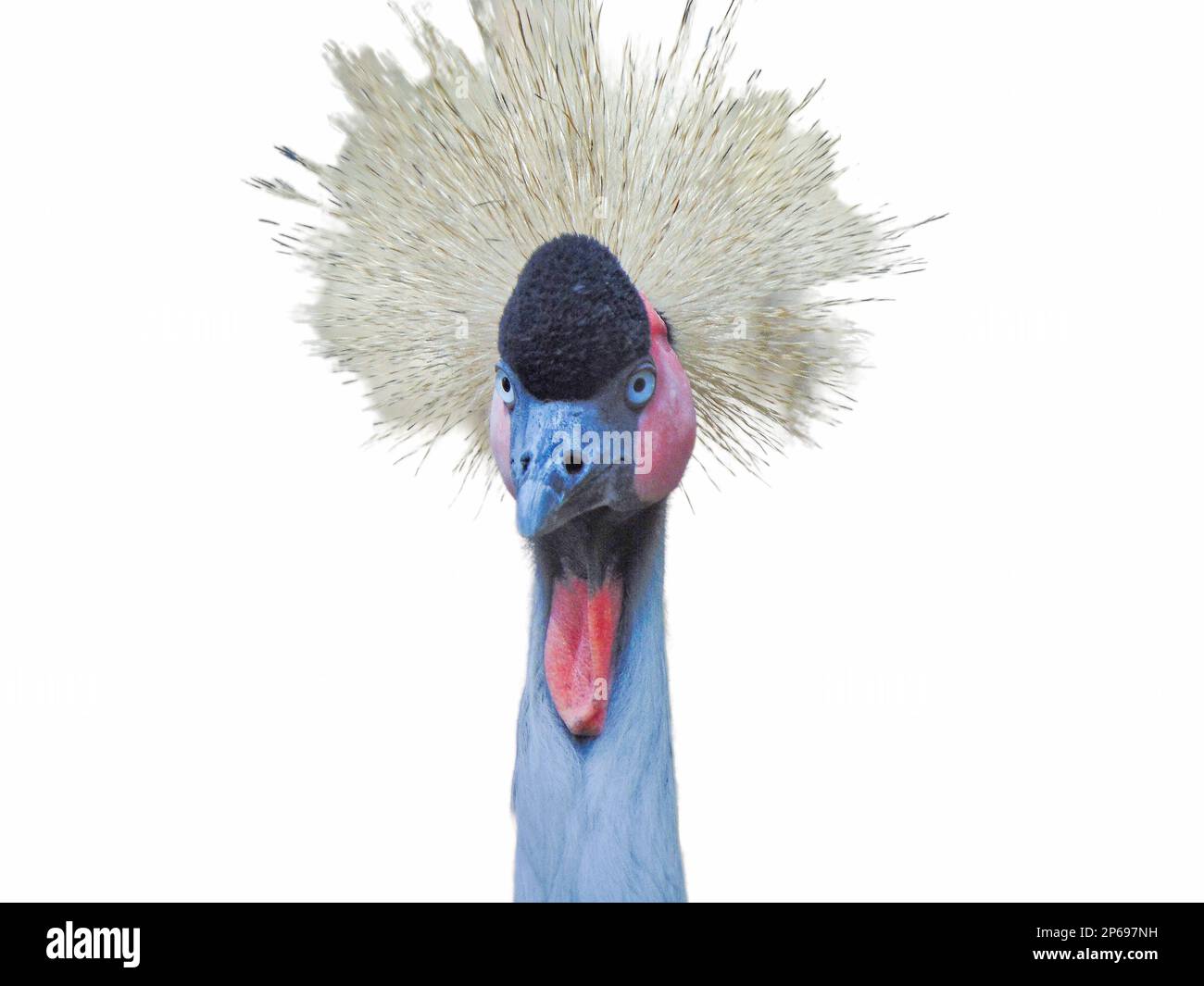 Grey-crowned crane isolated on white Stock Photo - Alamy
