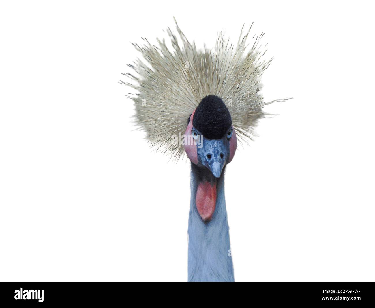 Grey-crowned crane isolated on white Stock Photo - Alamy