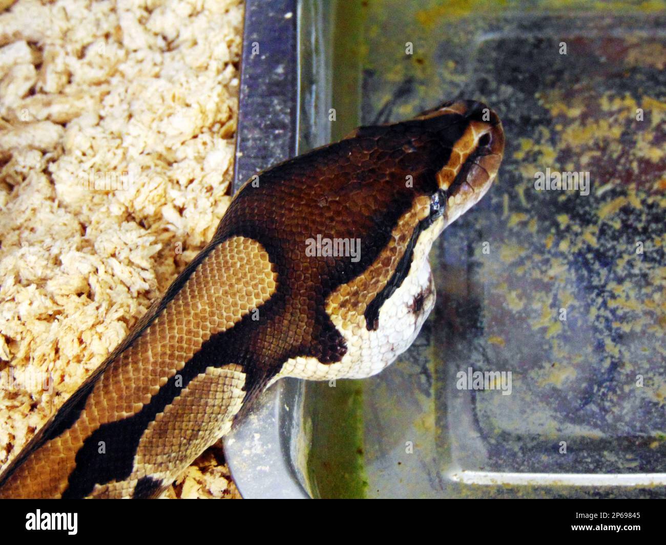 python snake in a cage - reptile Stock Photo - Alamy