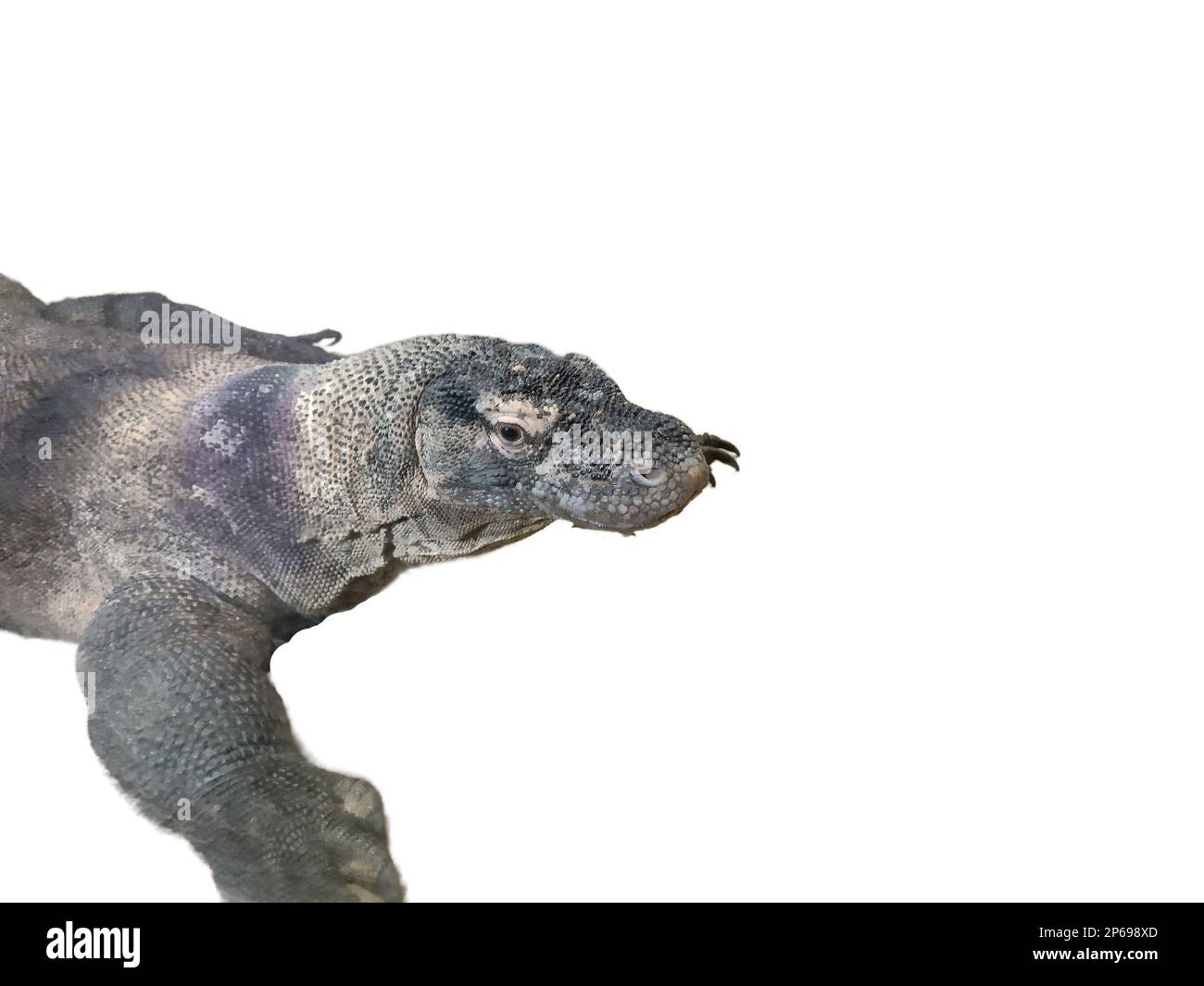 Komodo dragon isolated on white background Stock Photo - Alamy