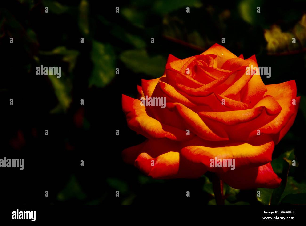 Orange and yellow Rose Stock Photo Alamy