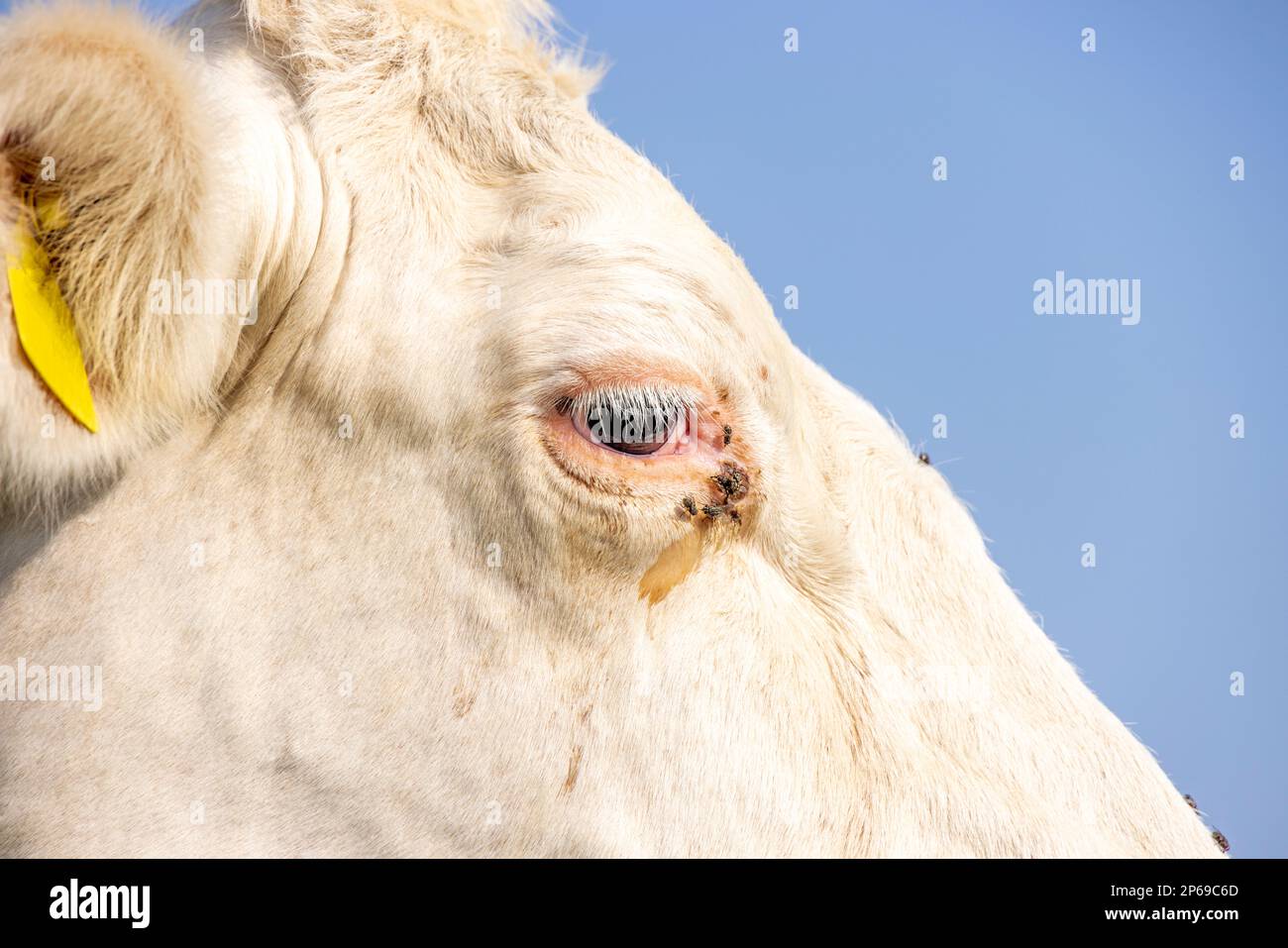 Cow eye close up, a dairy white one, looking calm and tranquil, blue background Stock Photo