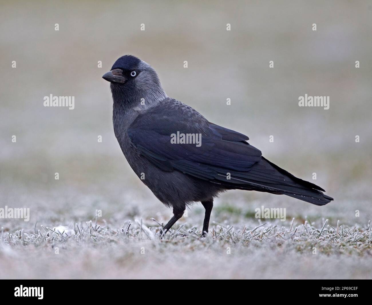 Hooded crow standing Stock Photo