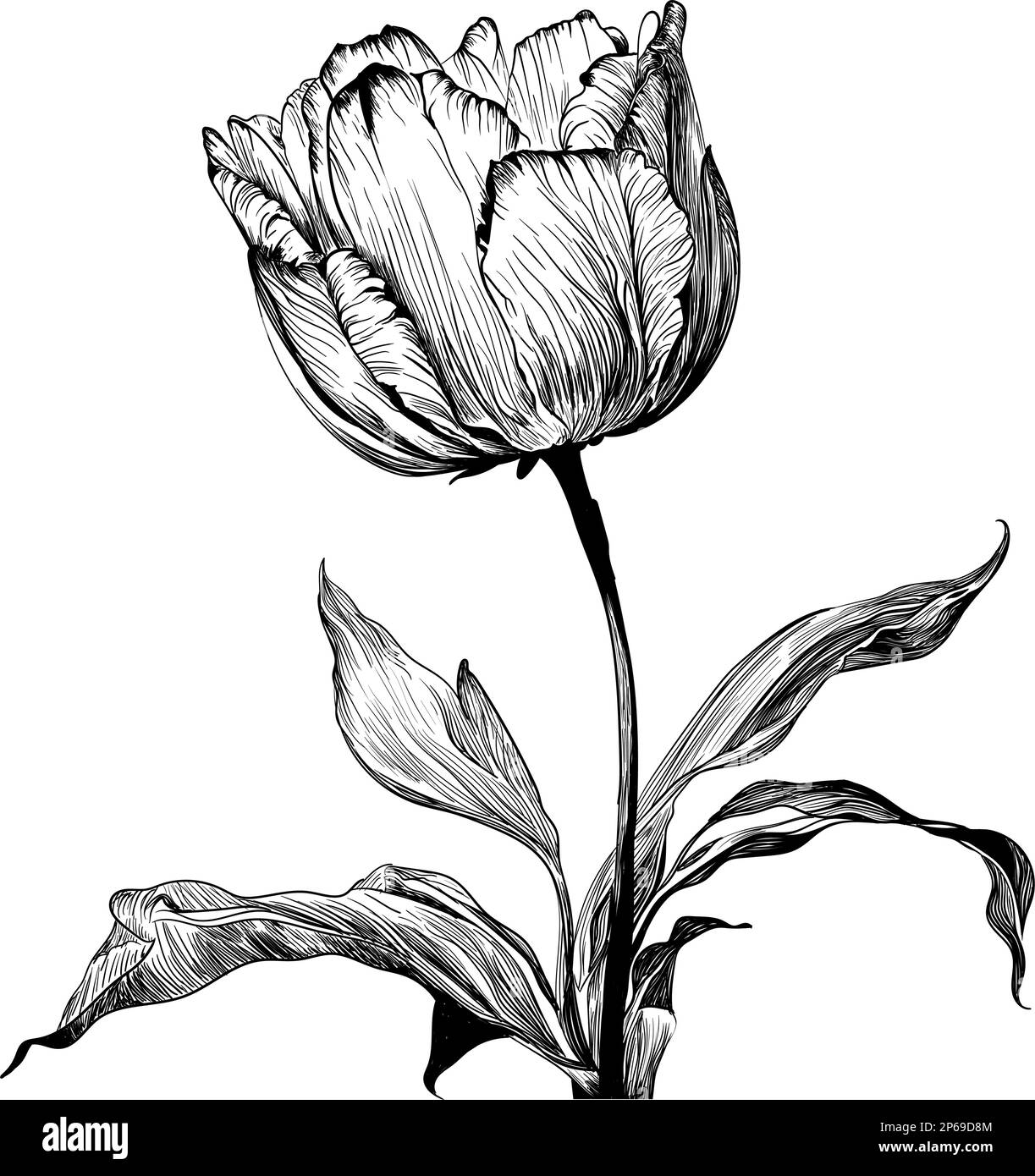 Lotus flower line art ink pen drawing. Original style. Stock Illustration |  Adobe Stock