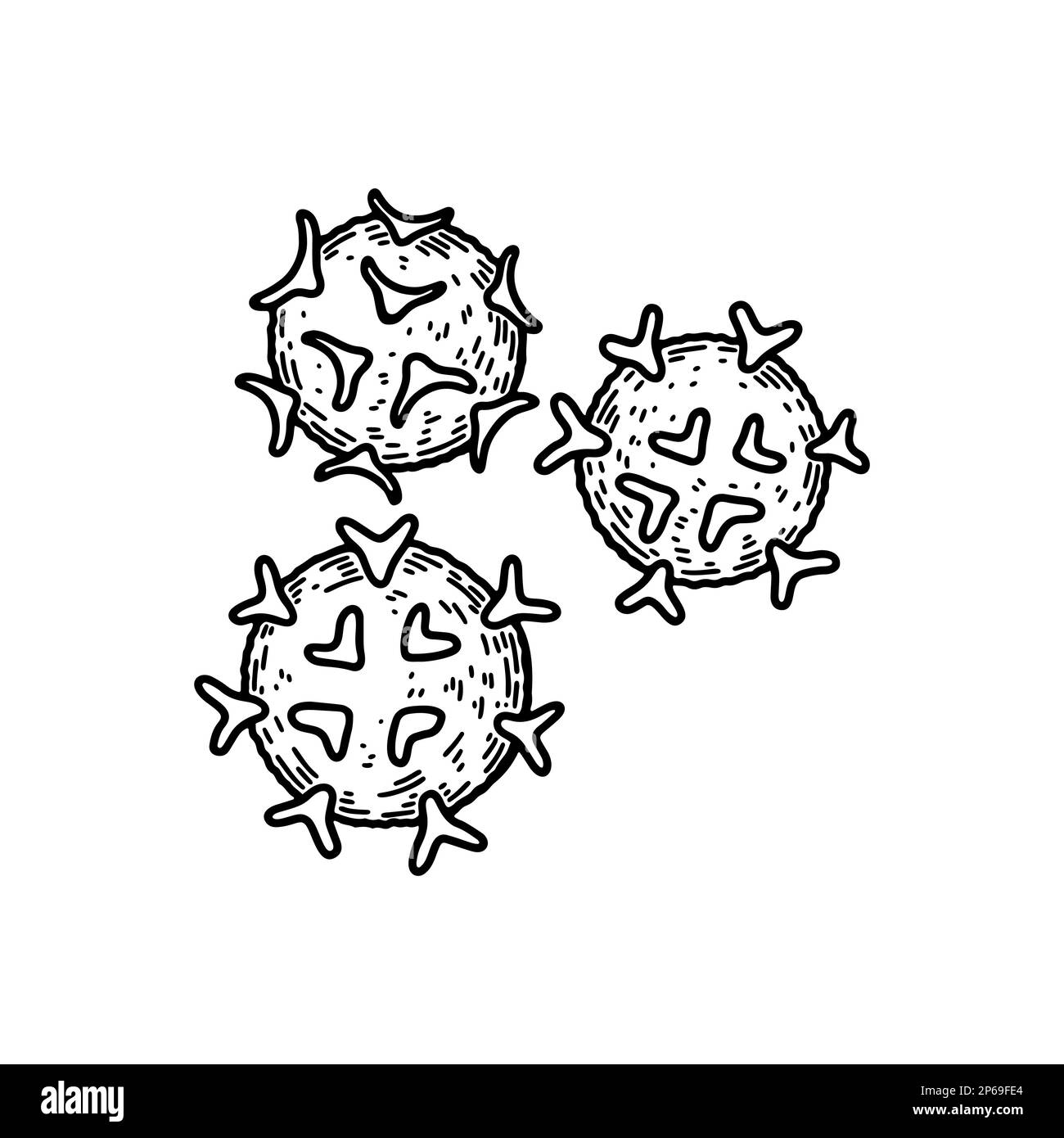 Lymphocytes white blood cells isolated on white background. Hand drawn scientific microbiology vector illustration in sketch style Stock Vector
