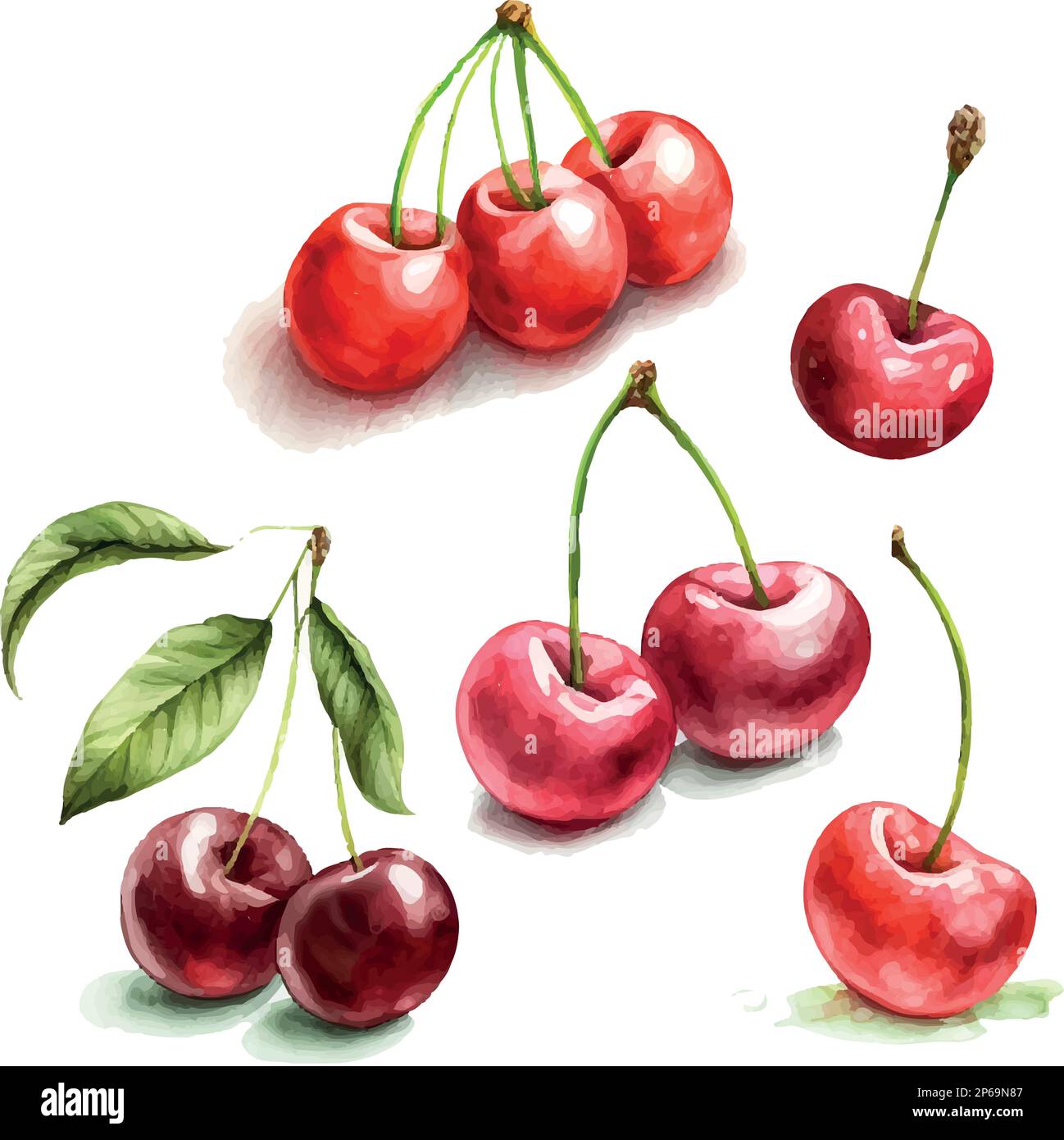 Hand drawn watercolor painting cherry on white background. Vector illustration of berries Stock Vector