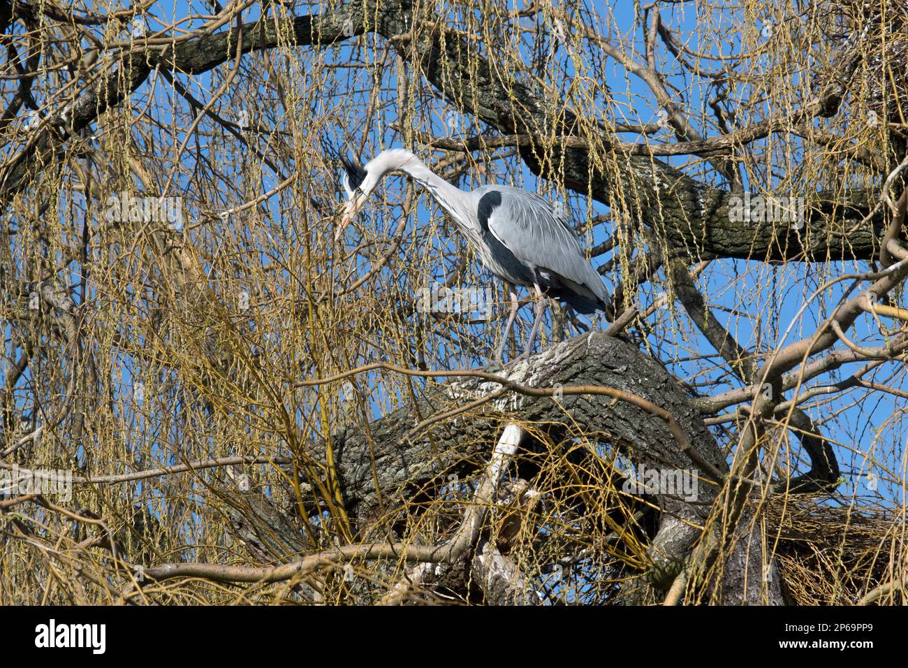 Grey heron (Ardea cinerea) perched in weeping willow tree at heronry / heron rookery in late winter Stock Photo