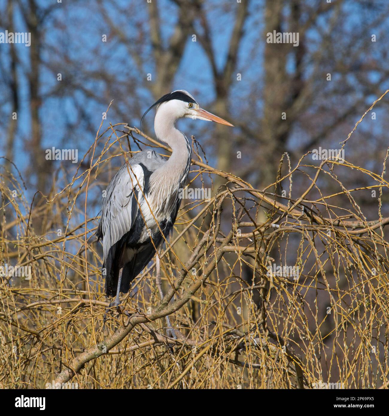 Grey heron (Ardea cinerea) perched in weeping willow tree at heronry / heron rookery in late winter Stock Photo