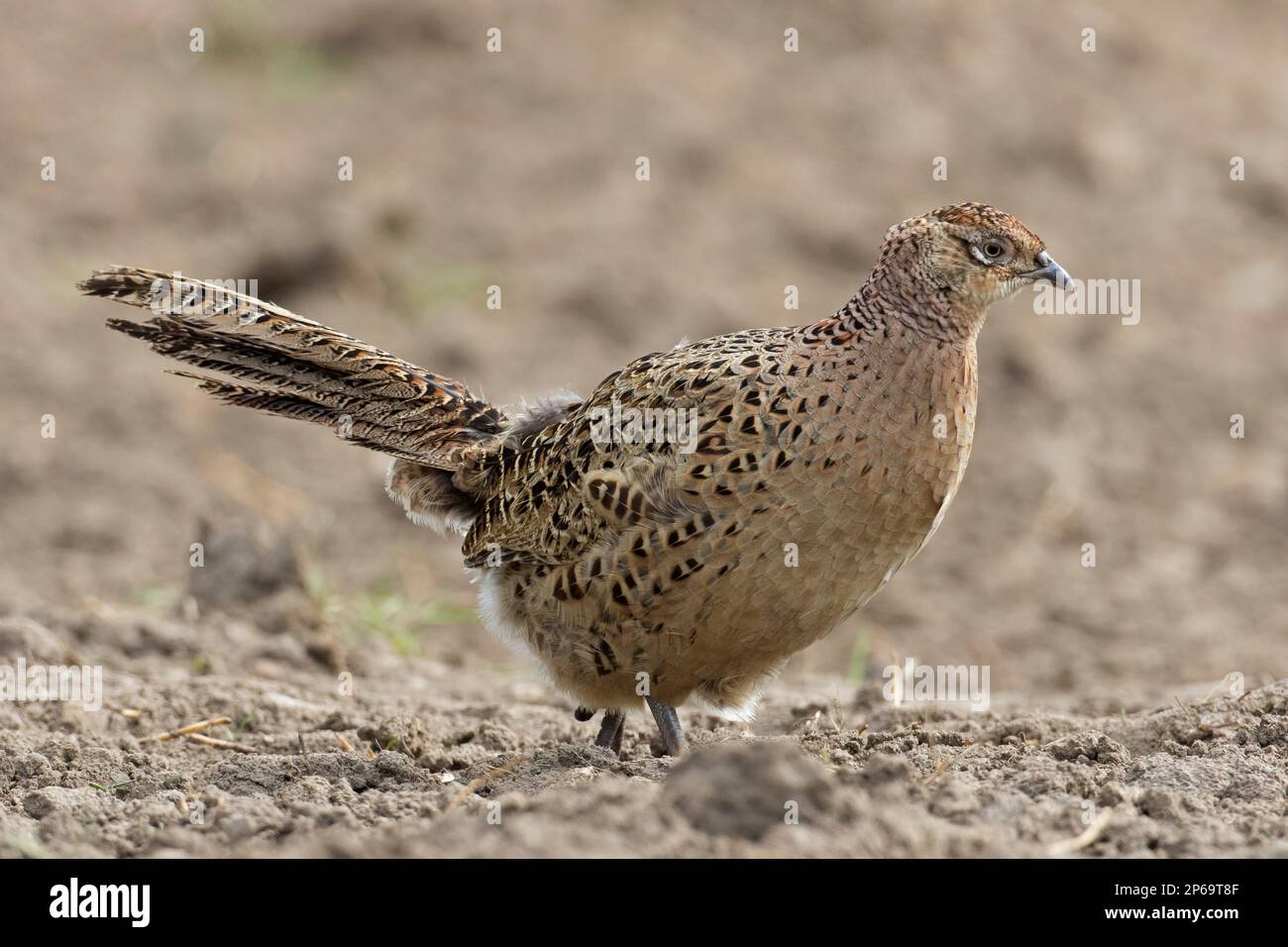 Common pheasant / ring-necked pheasant (Phasianus colchicus) female / hen foraging in field / farmland in spring, showing camouflage colours Stock Photo