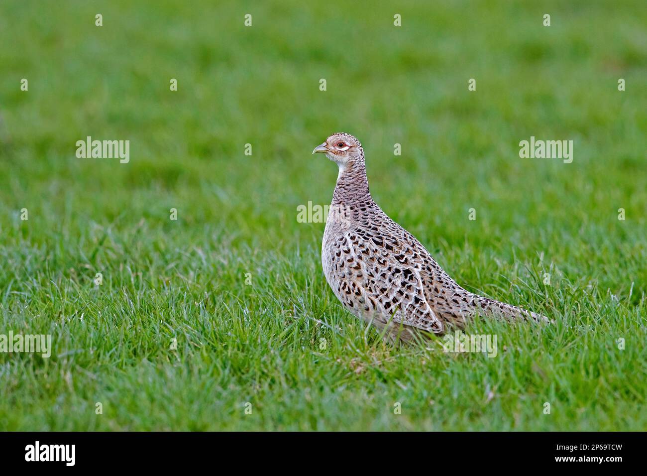 Common pheasant / ring-necked pheasant (Phasianus colchicus) female / hen foraging in meadow / field in spring Stock Photo
