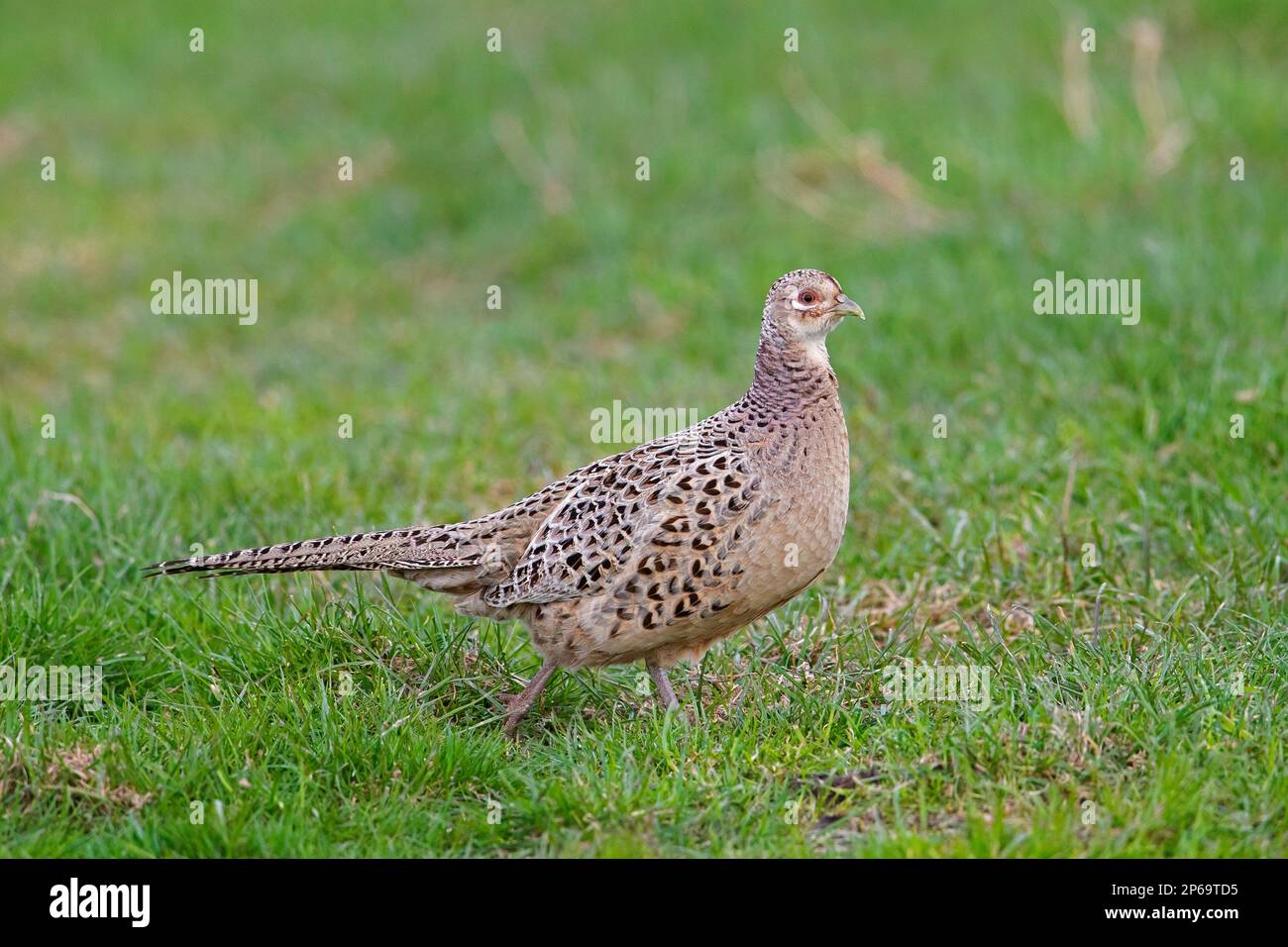 Common pheasant / ring-necked pheasant (Phasianus colchicus) female / hen foraging in meadow / field in spring Stock Photo