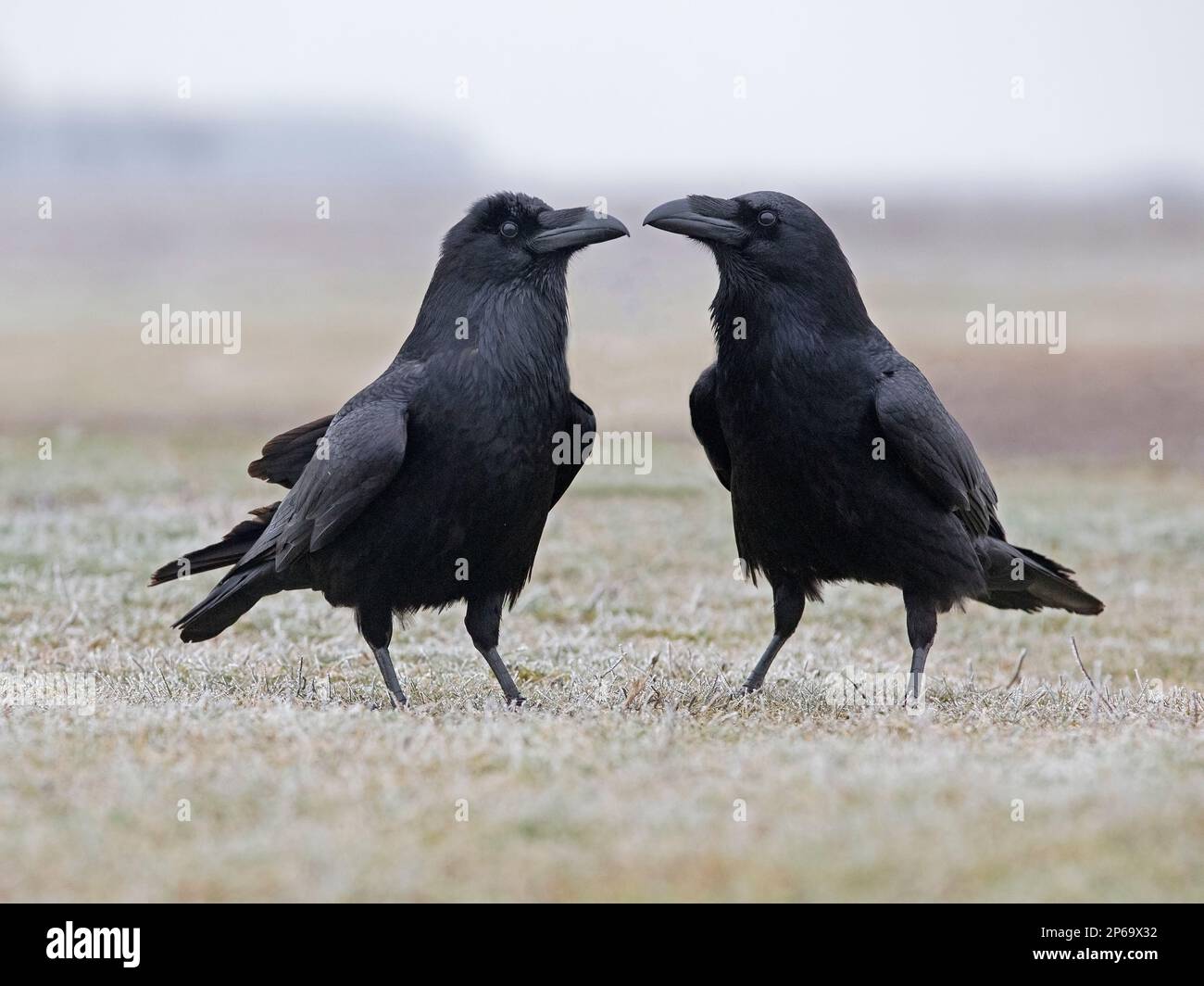 Pair of common ravens Stock Photo