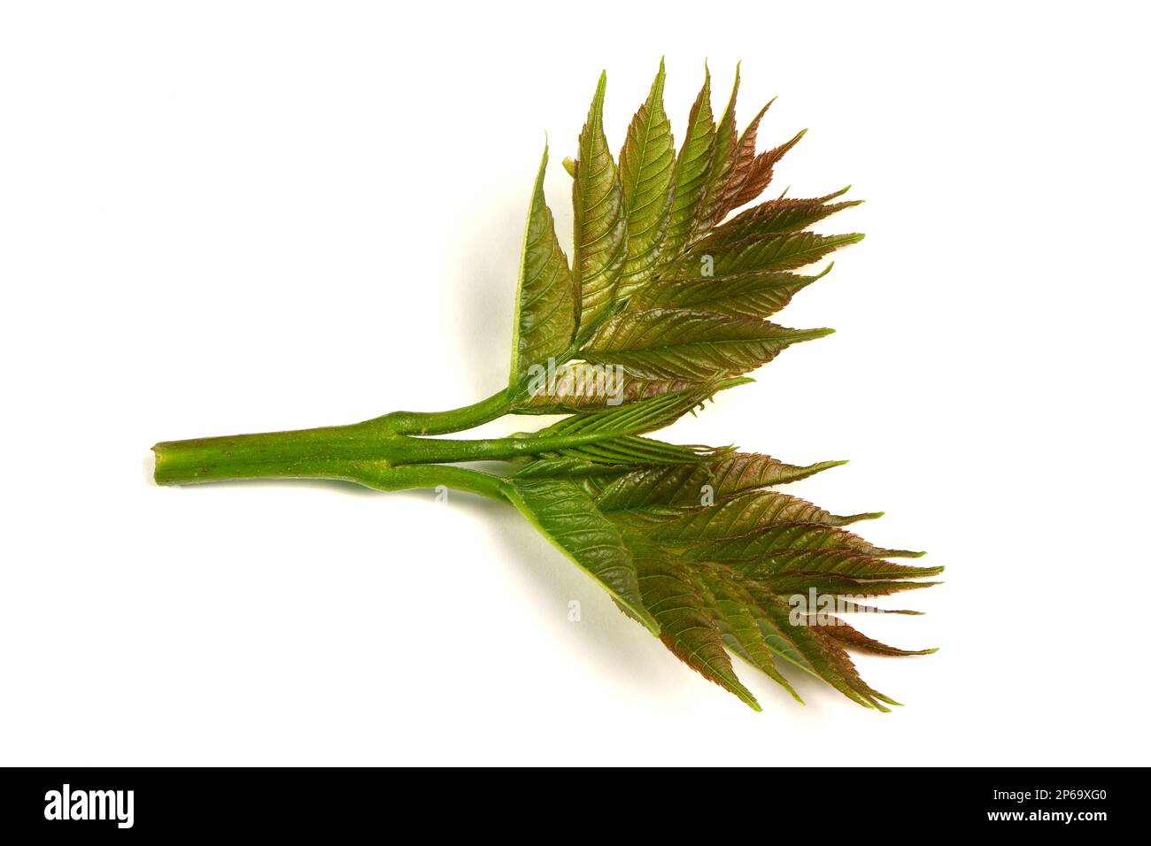 Young ash leaves. Close up of Common Ash Tree Leaves isolated on white