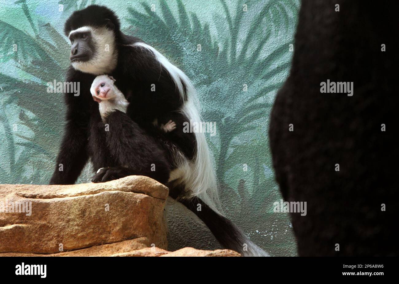 A 12dayold baby black and white colobus monkey stays within easy