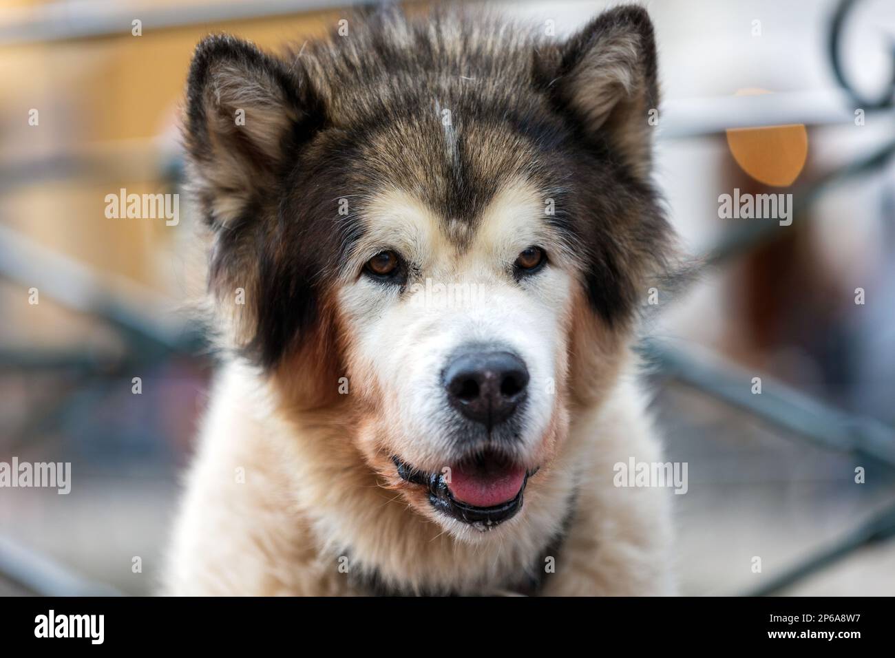 Sguardo di un Cane Stock Photo