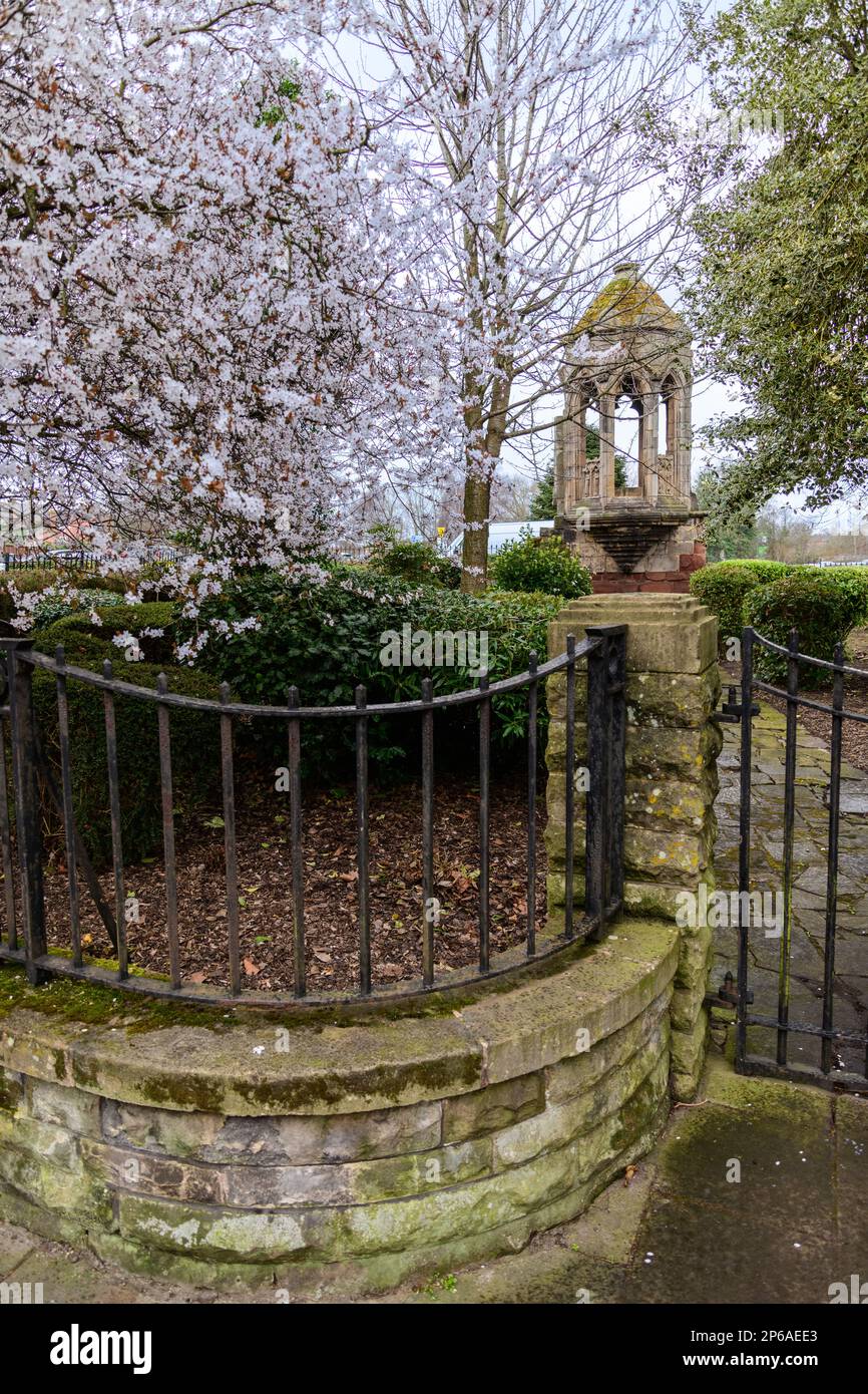 Shrewsbury Abbey ruins with tree in Blossum Stock Photo