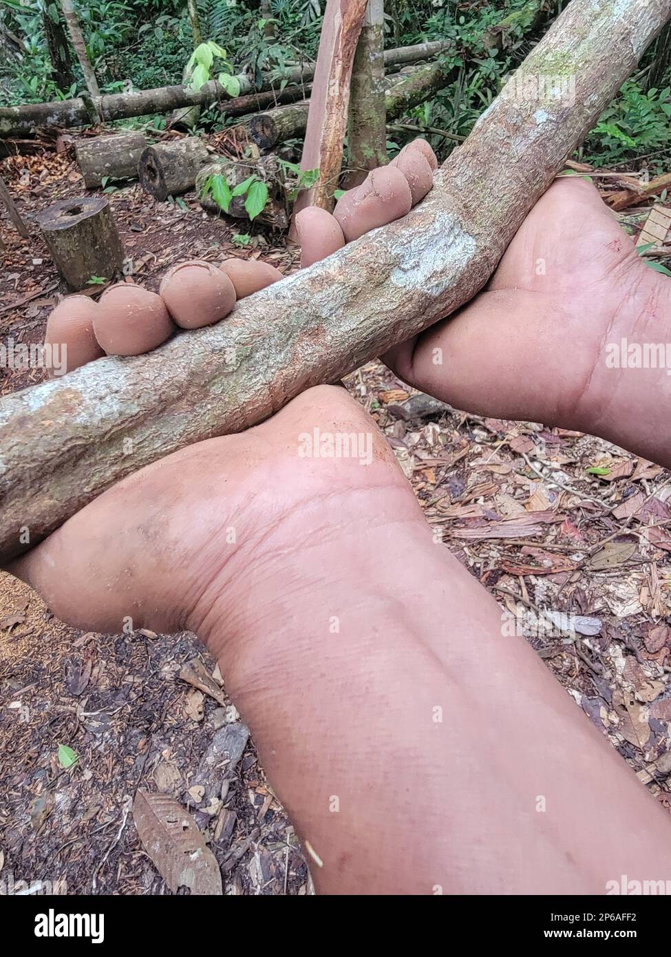 Wild Ayahuasca Root Stock Photo Alamy