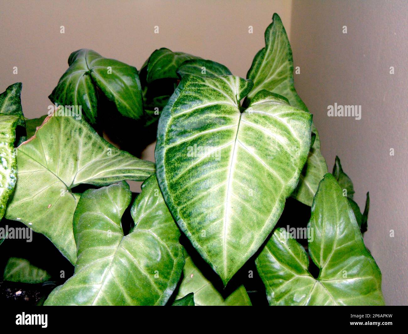 arrowhead vine (Syngonium podophyllum) plants Stock Photo
