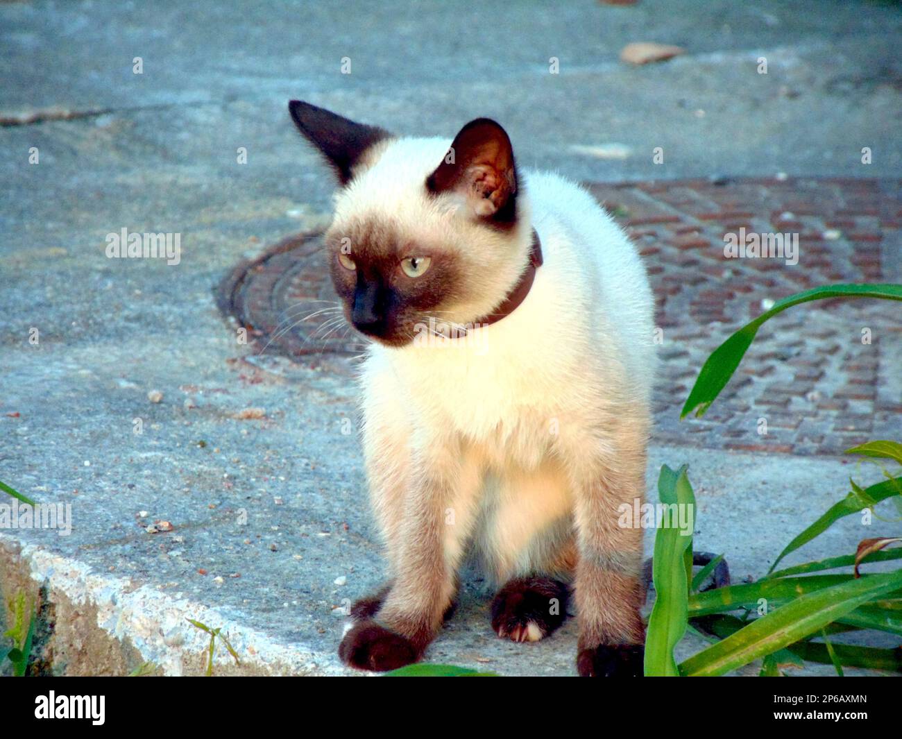 Siamese cat in the field Stock Photo - Alamy