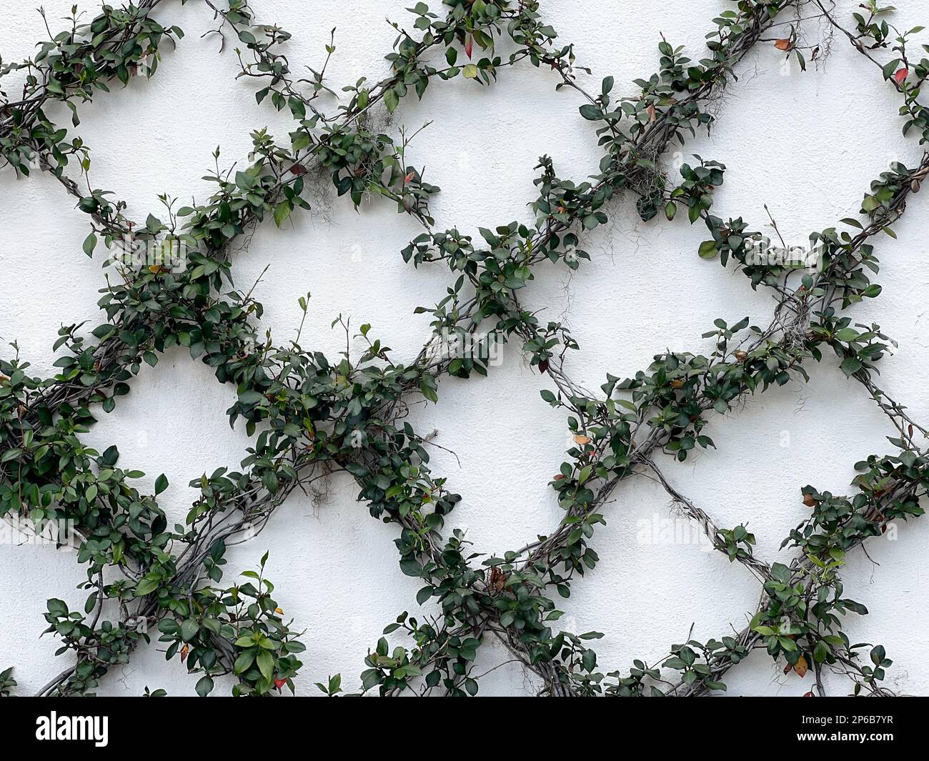 Ivy growing on a trellis creates a geometric diamond pattern Stock Photo -  Alamy