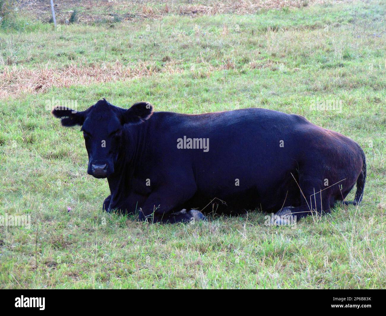 black angus cow is sitting in the field Stock Photo - Alamy