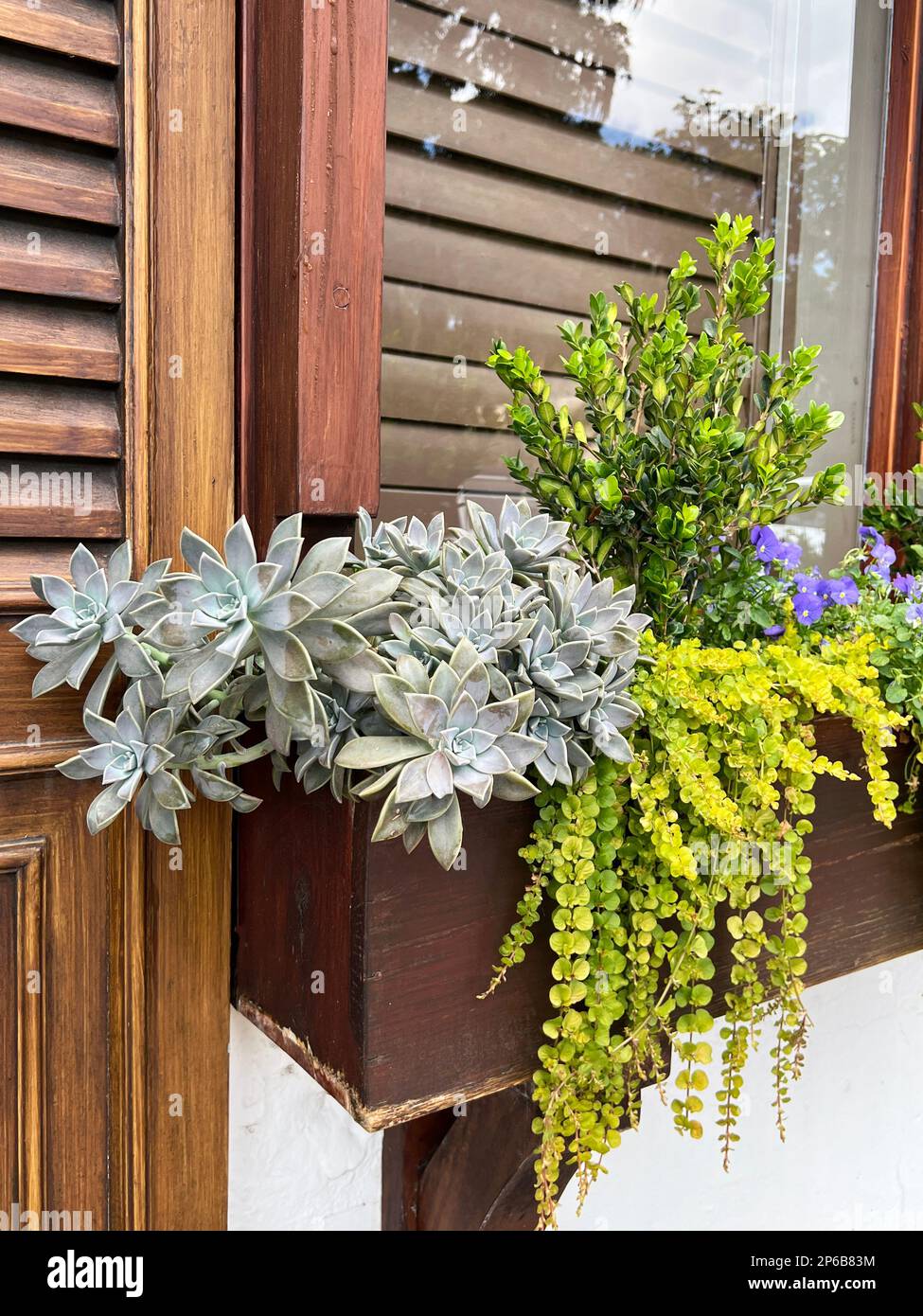 A colourful container garden features boxwood, succulents, pansies and creeping Jenny. Stock Photo