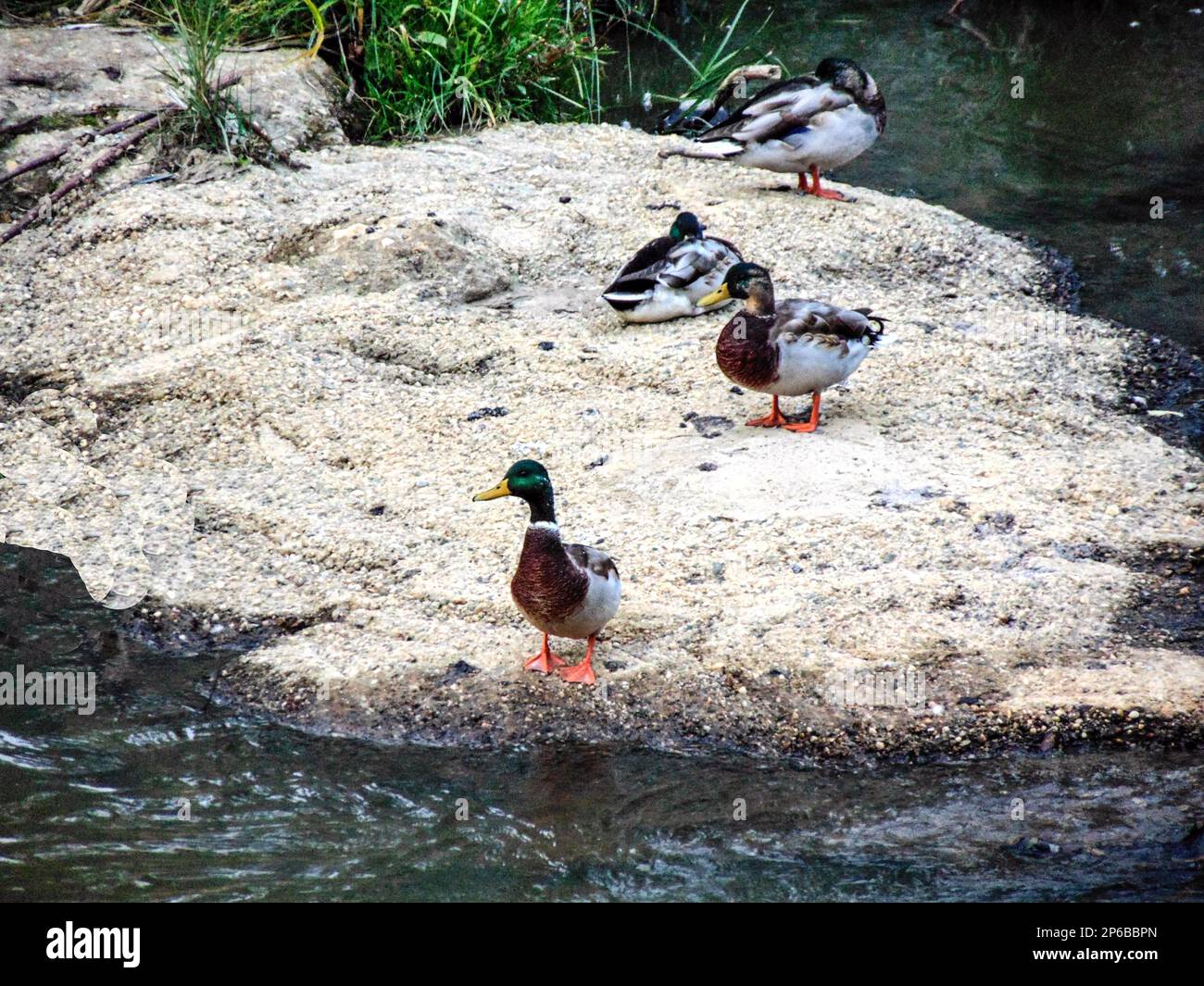 Several ducks hi-res stock photography and images - Alamy
