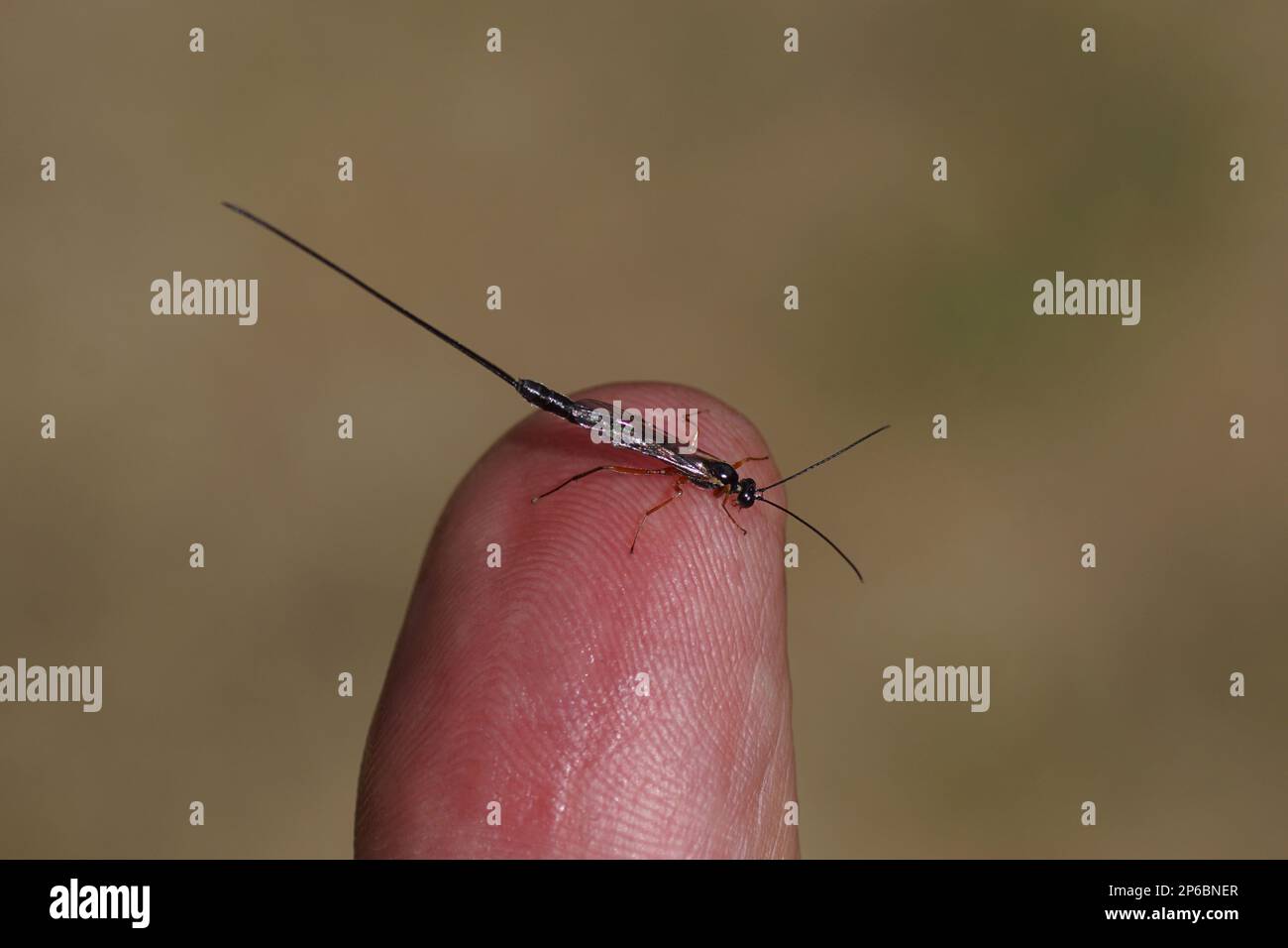 Female Ichneumon wasp of the Dolichomitus-complex with a long ...