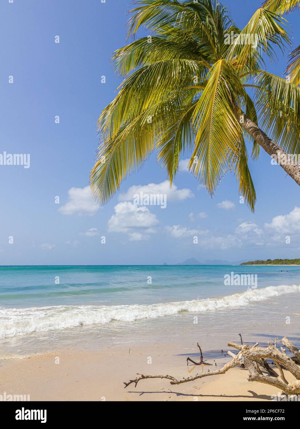 Martinique palmiers hi-res stock photography and images - Alamy