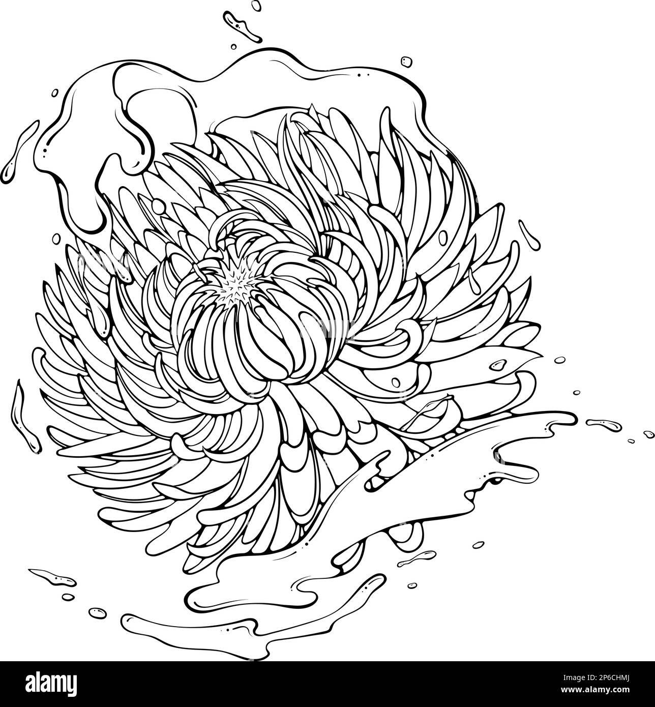 Chrysanthemum flower with splash line art Stock Vector Image & Art Alamy