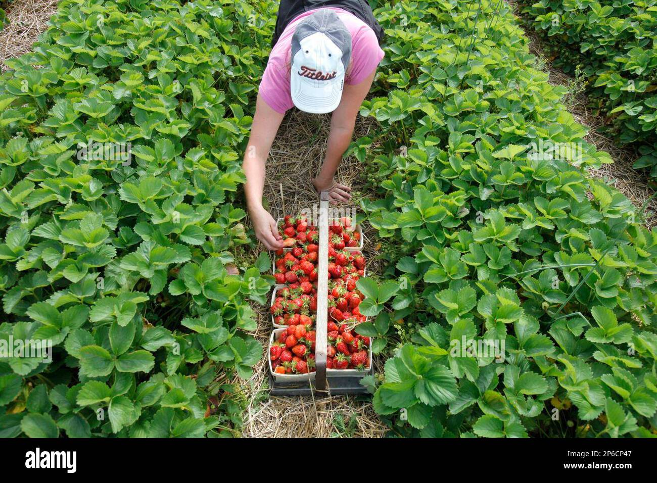 Sonya Bore of Kalamazoo picks at Mandigo Farms strawberries. Mandigo's