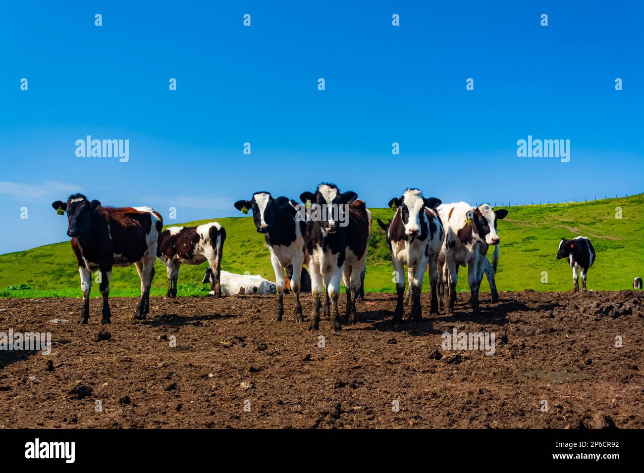 Cows in a pasture Stock Photo