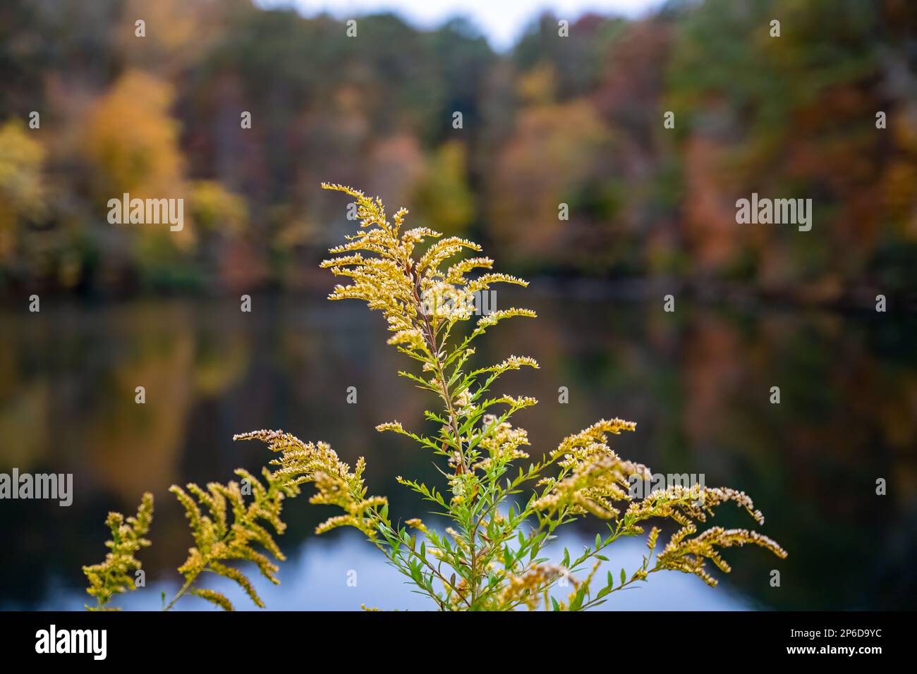 A vibrant giant goldenrod plant growing near a serene body of water Stock Photo