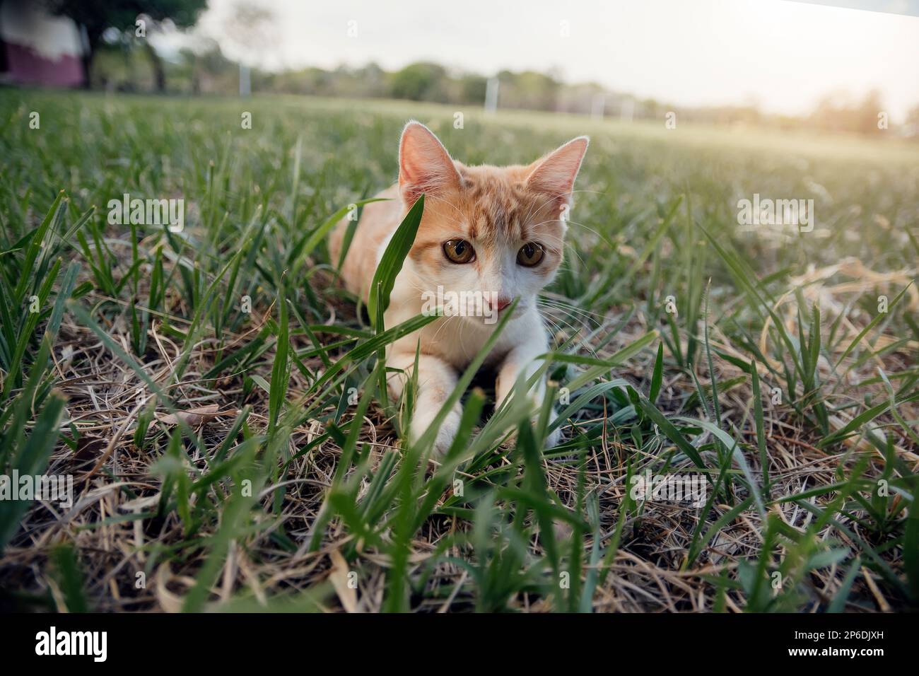 beautiful cat enjoying a nice day while playing Stock Photo