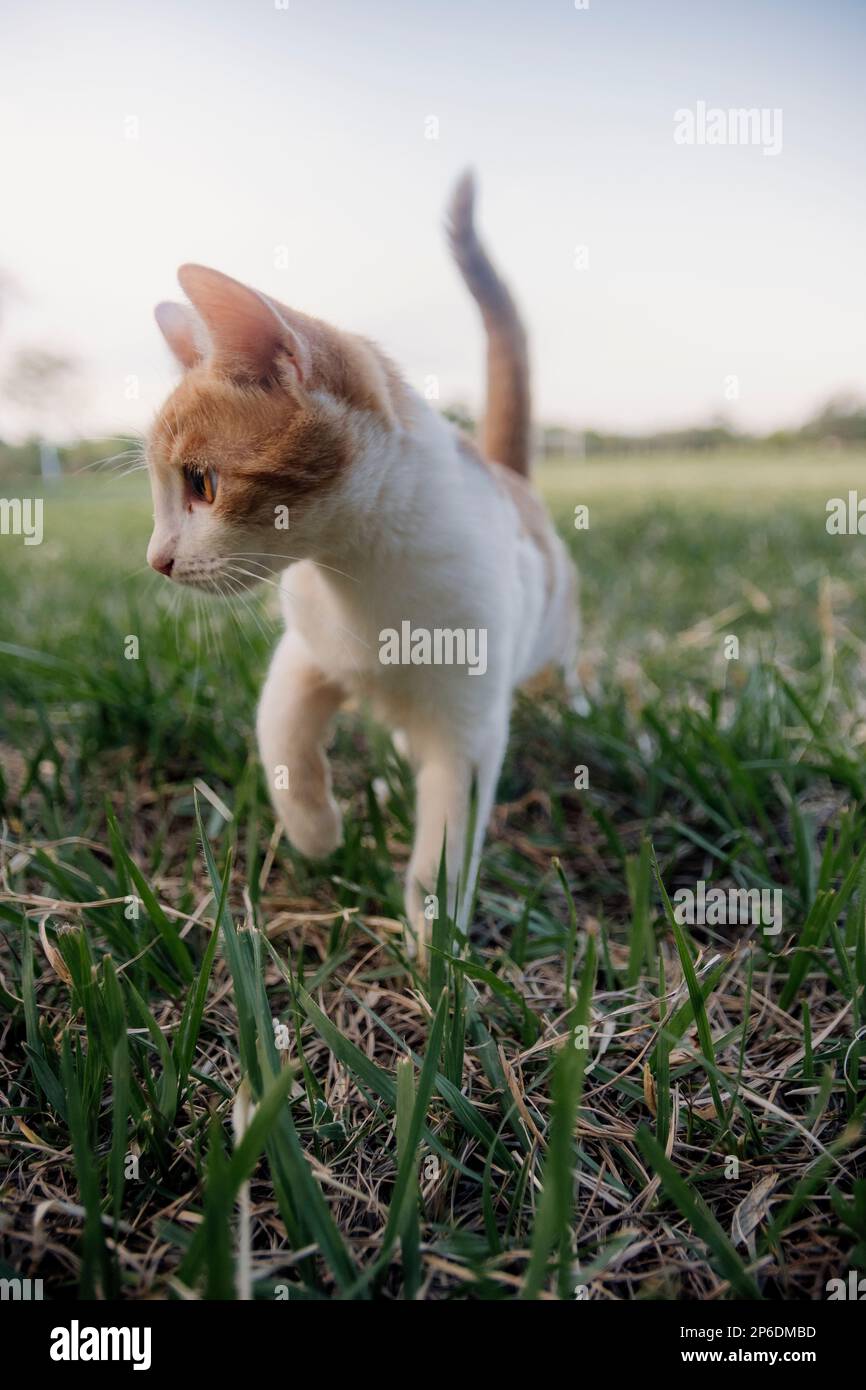 beautiful cat enjoying a nice day while playing Stock Photo