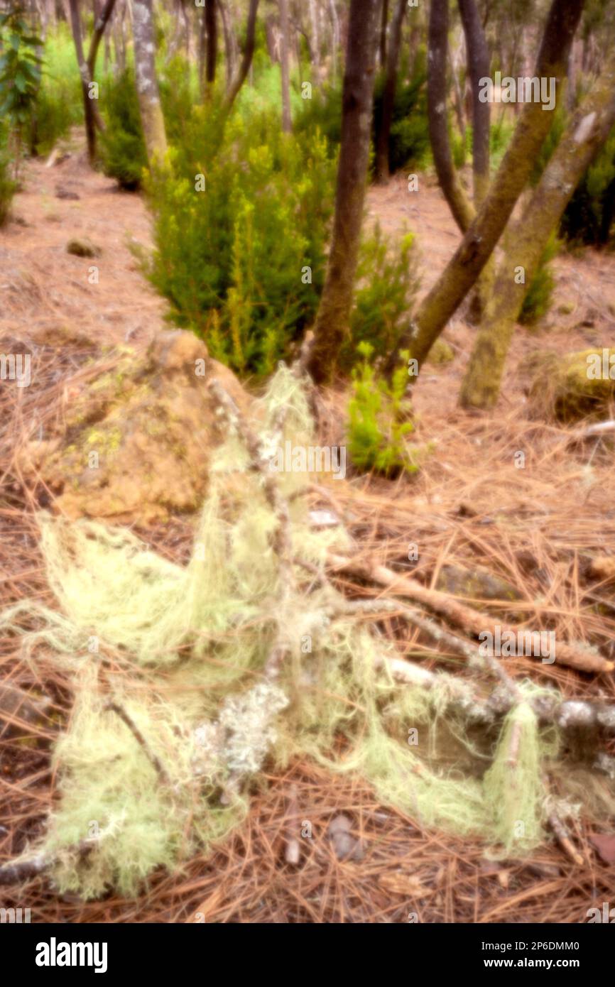 Tillandsia usneoides out hi-res stock photography and images - Alamy