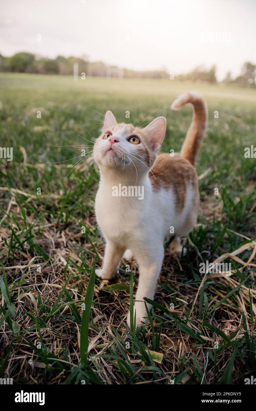 beautiful cat enjoying a nice day while playing Stock Photo