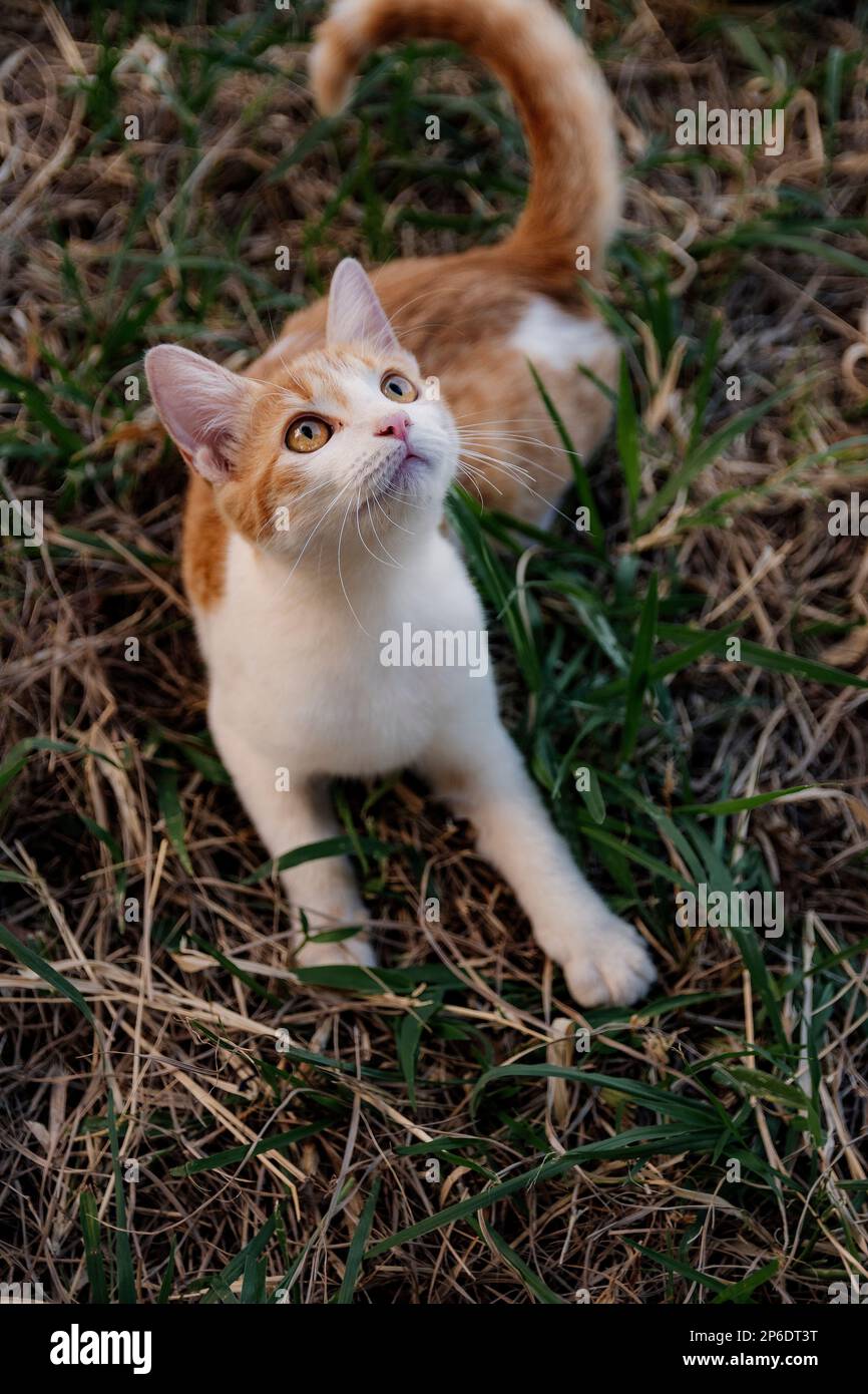 beautiful cat enjoying a nice day while playing Stock Photo - Alamy