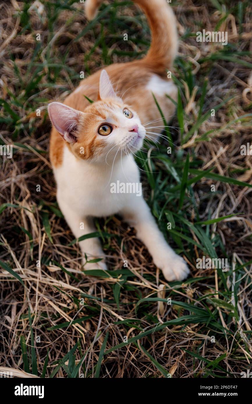 beautiful cat enjoying a nice day while playing Stock Photo