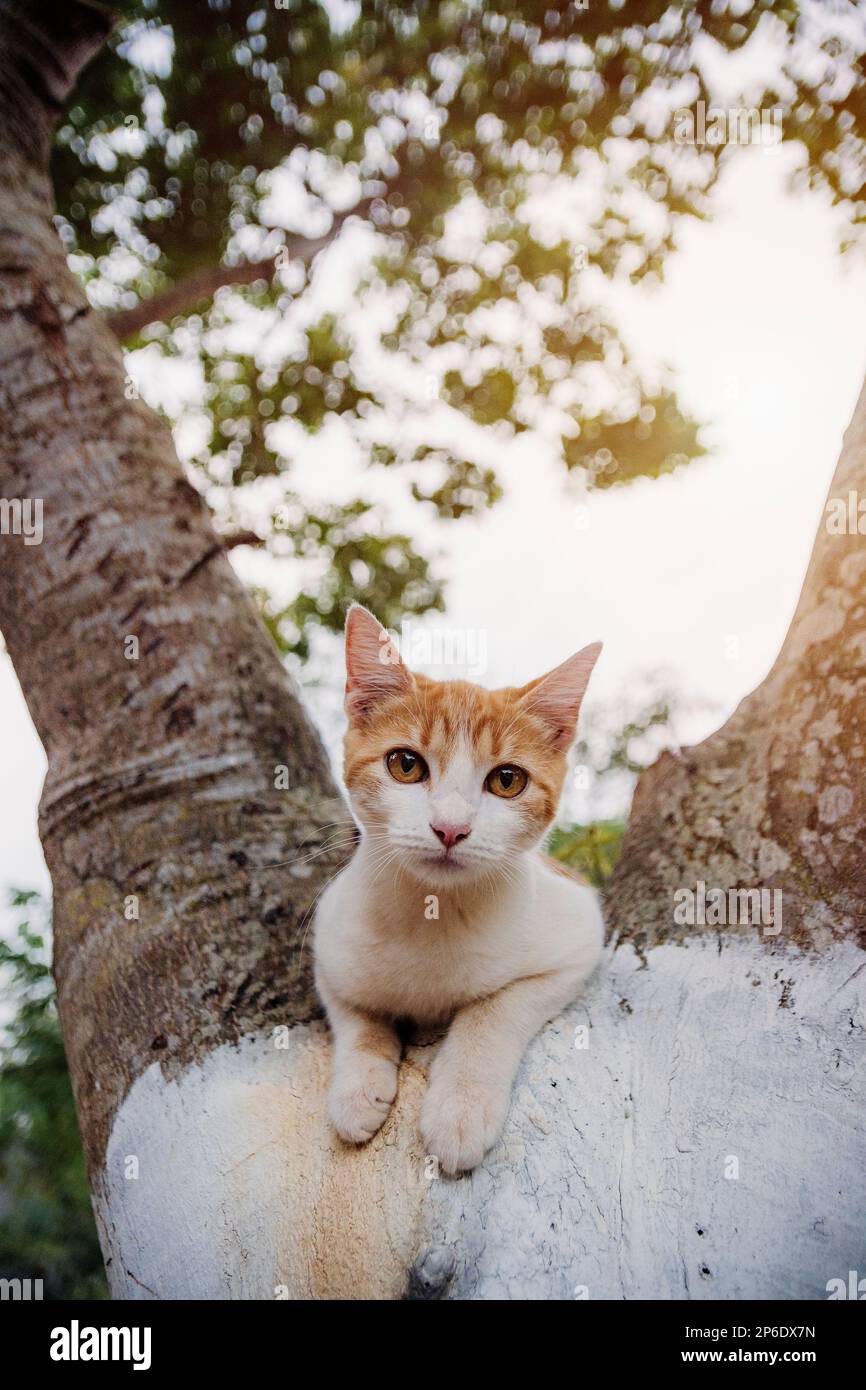 beautiful cat enjoying a nice day while playing Stock Photo