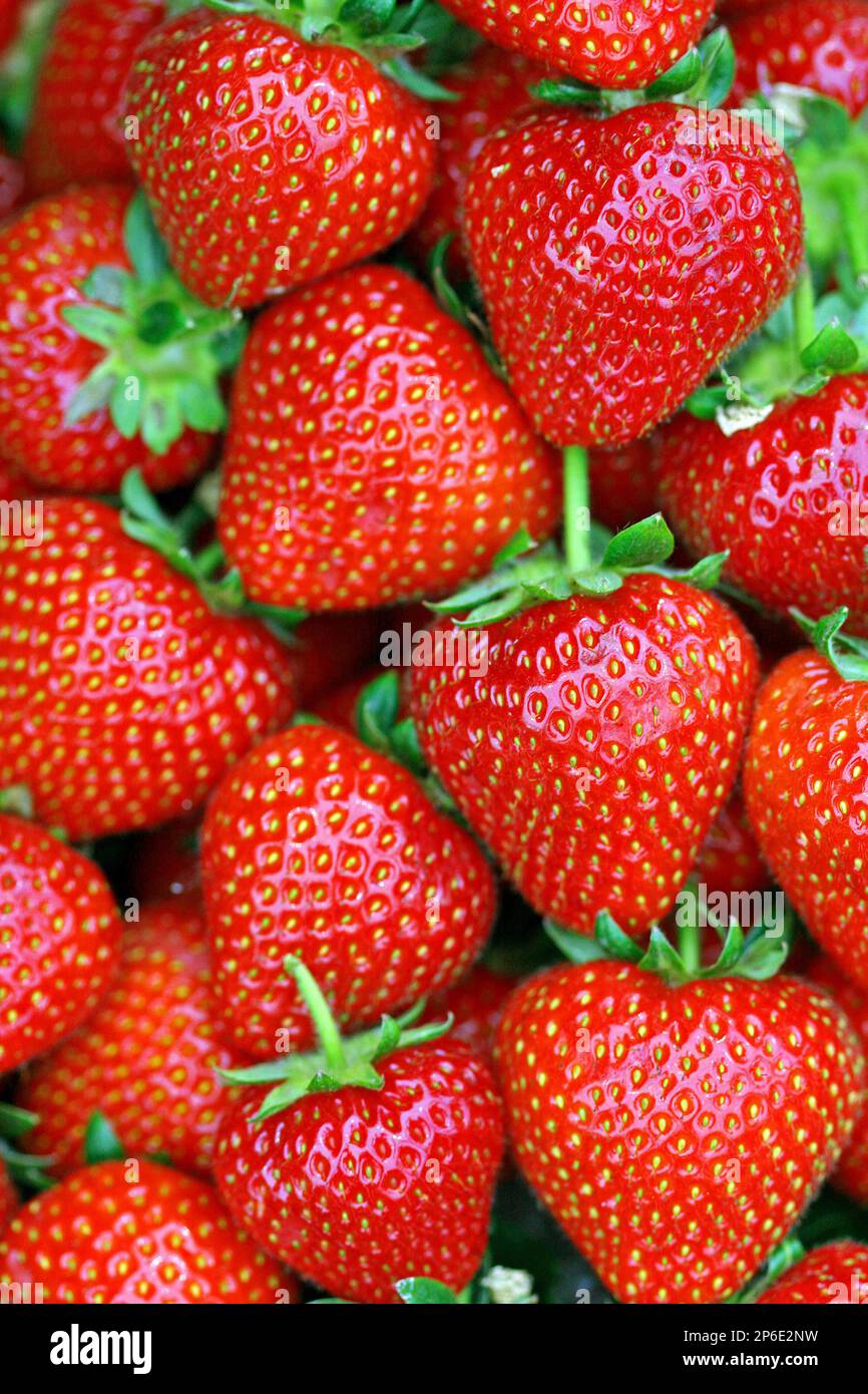 Full frame image of bright red strawberries (Fragaria x ananassa), traditional British fruit, featuring their juicy, shiny, textured seeded skins Stock Photo